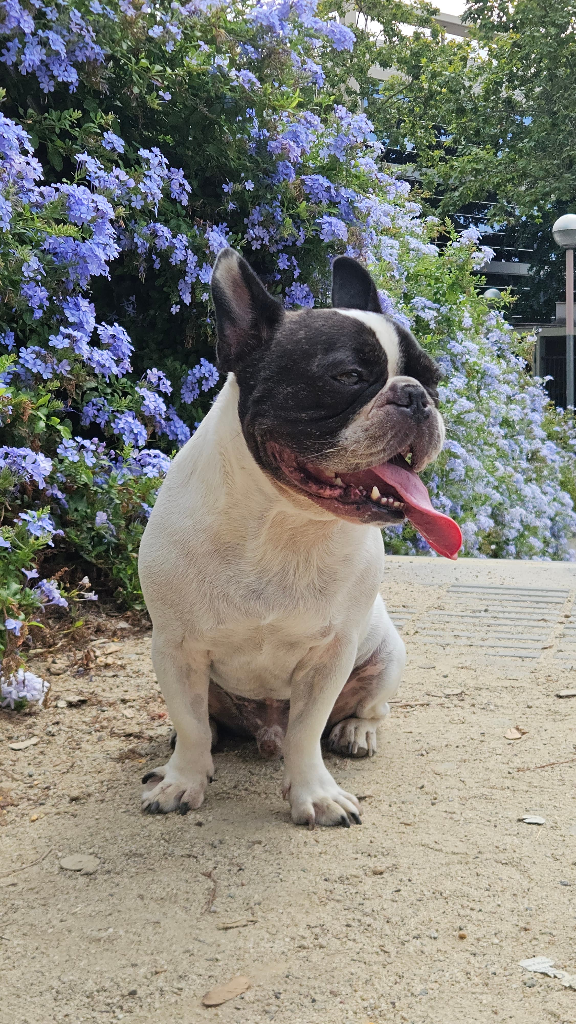 Perro al aire libre en sesión educativa