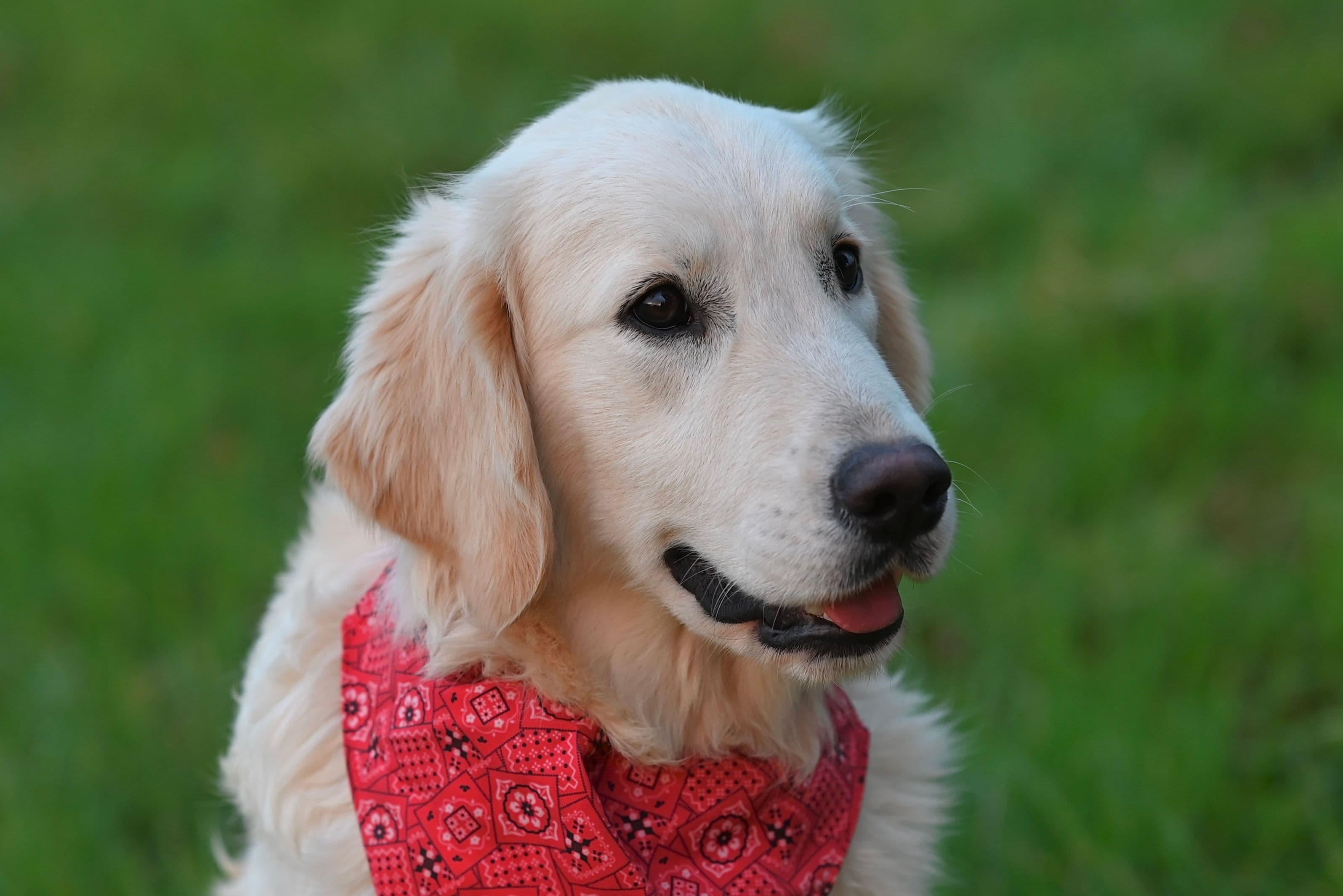 Nala, Golden Retriever · 7 meses