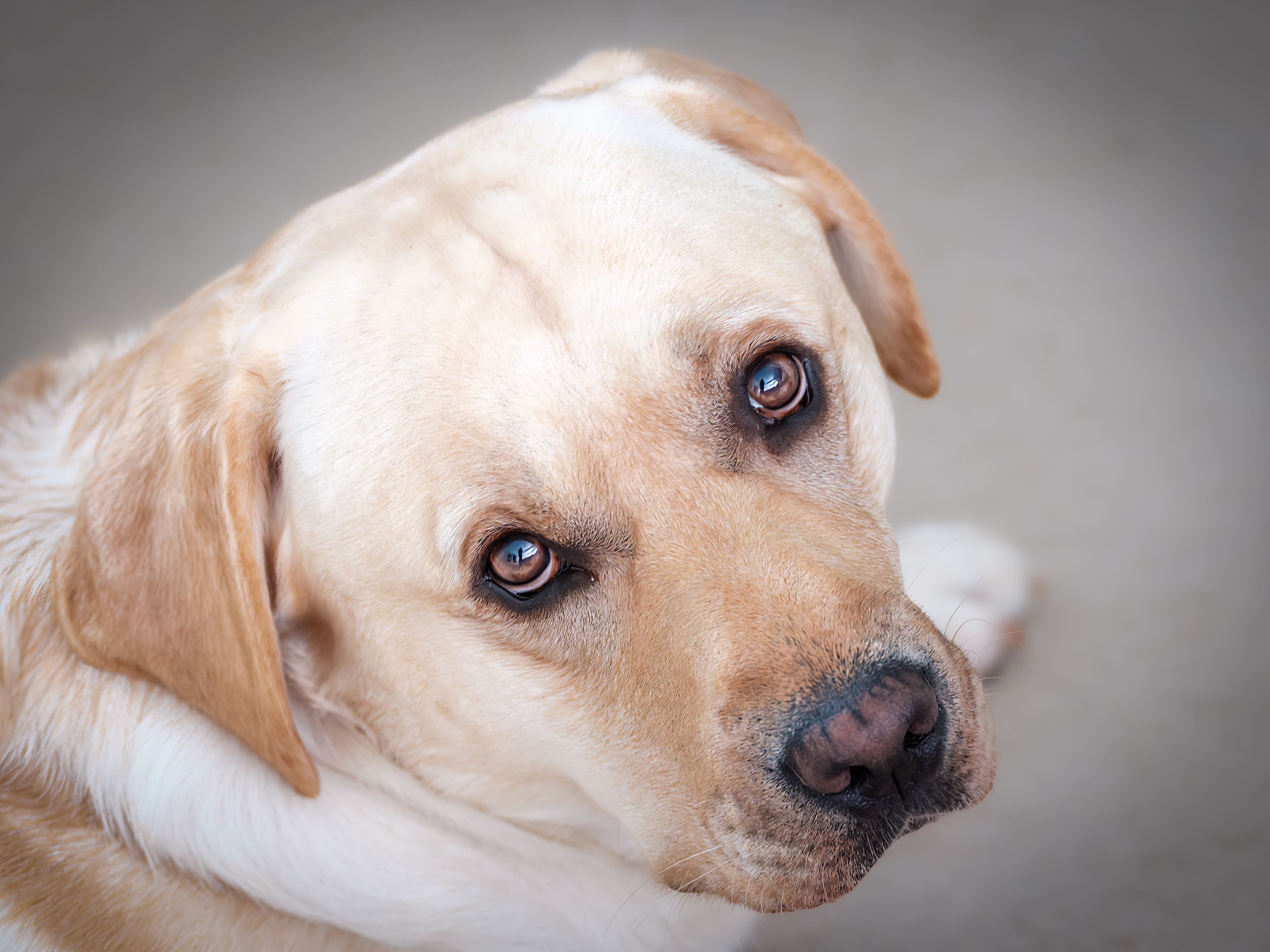 Rocco, Labrador · 3 años