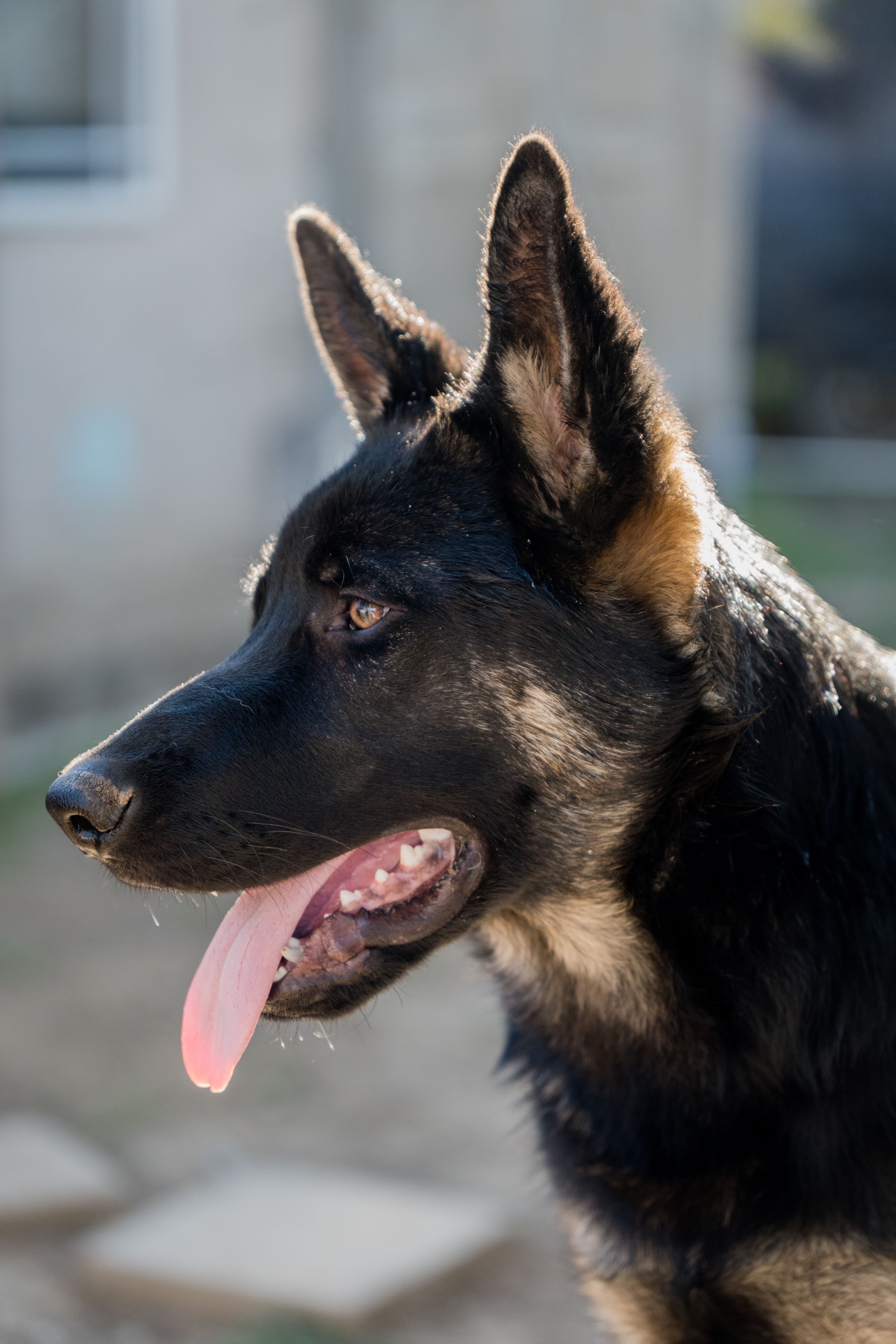 Enzo, Pastor Alemán · 18 meses