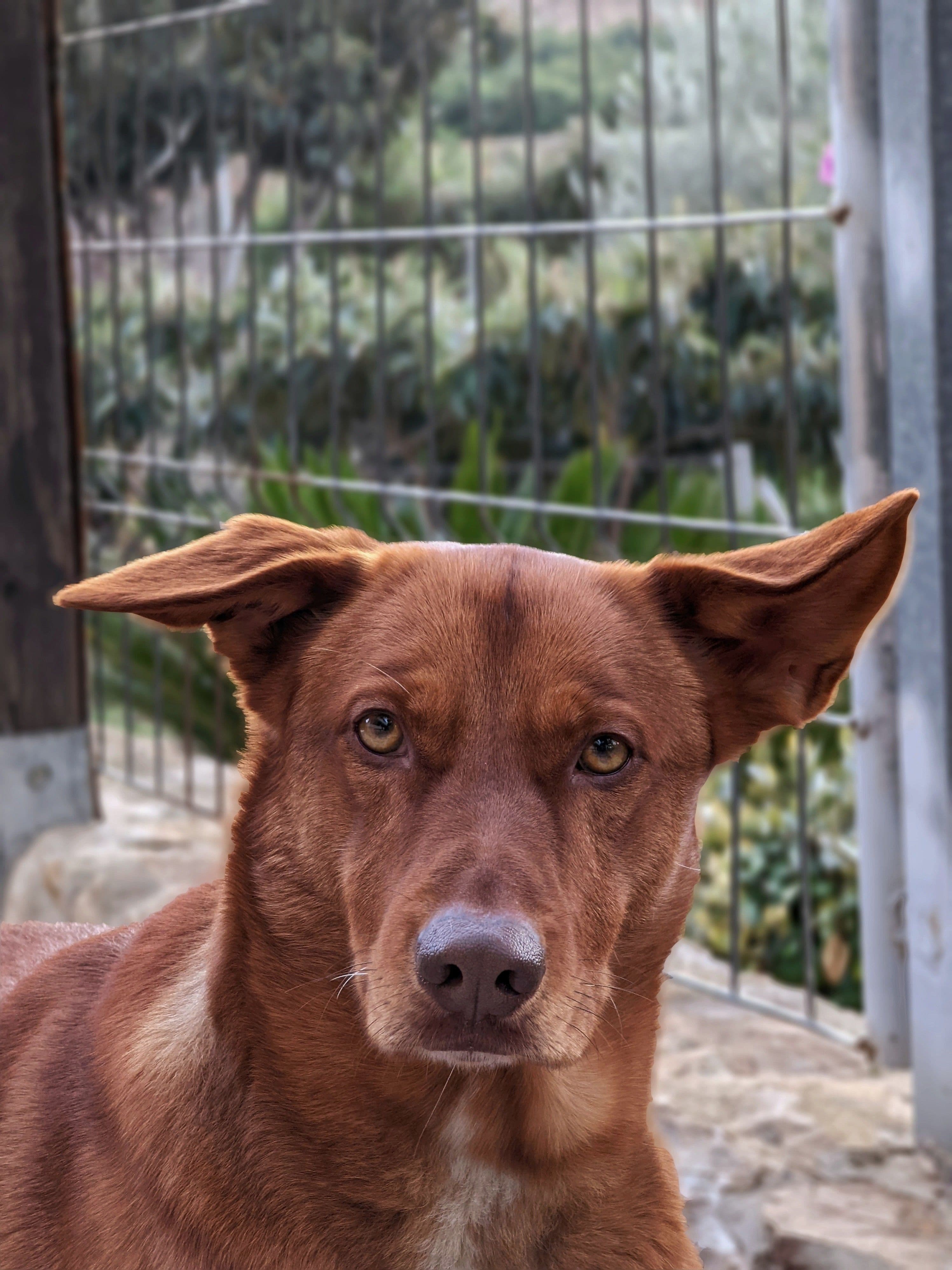 Senda, Podenca · 5 años
