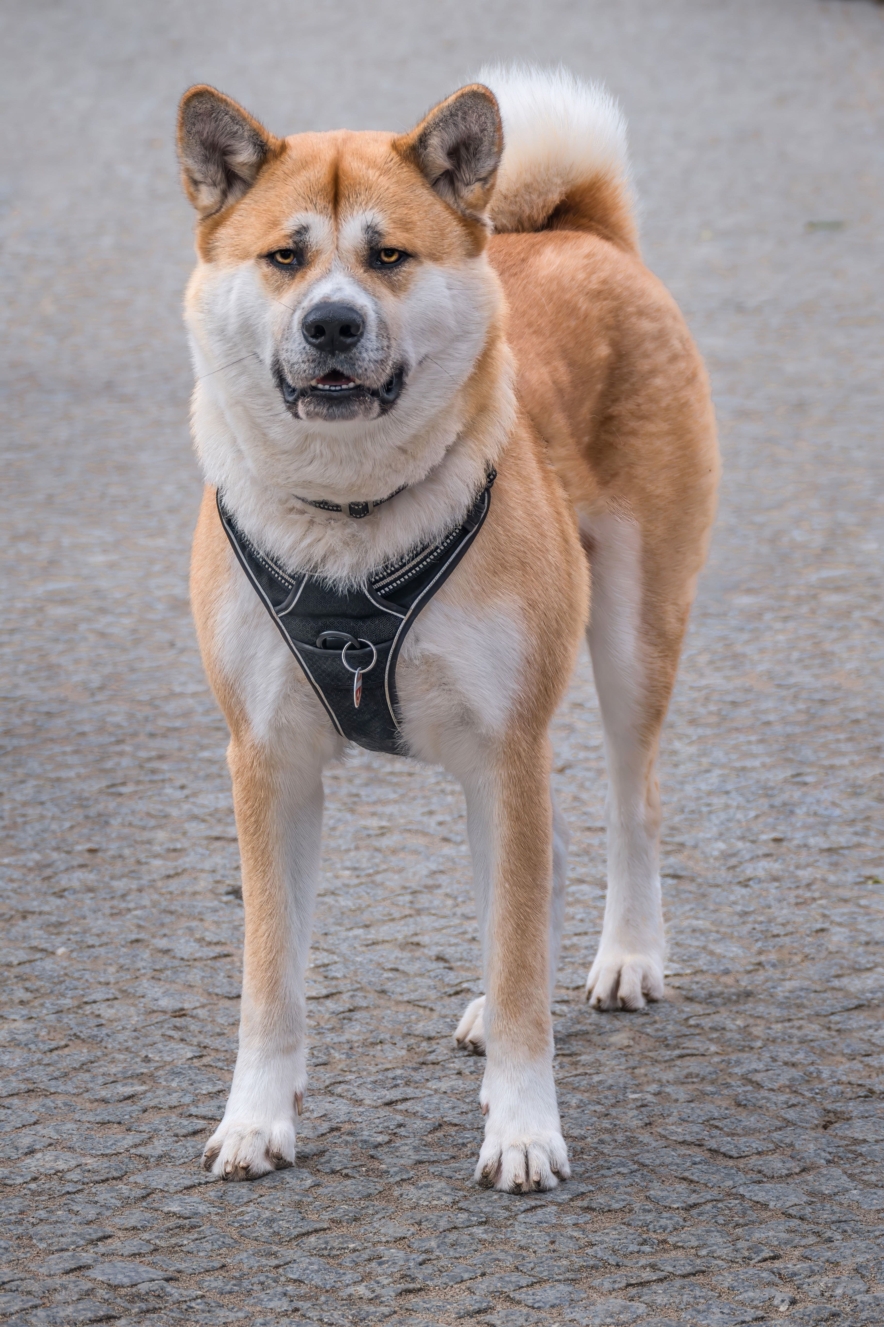 Kenzo, Akita Inu · 6 años