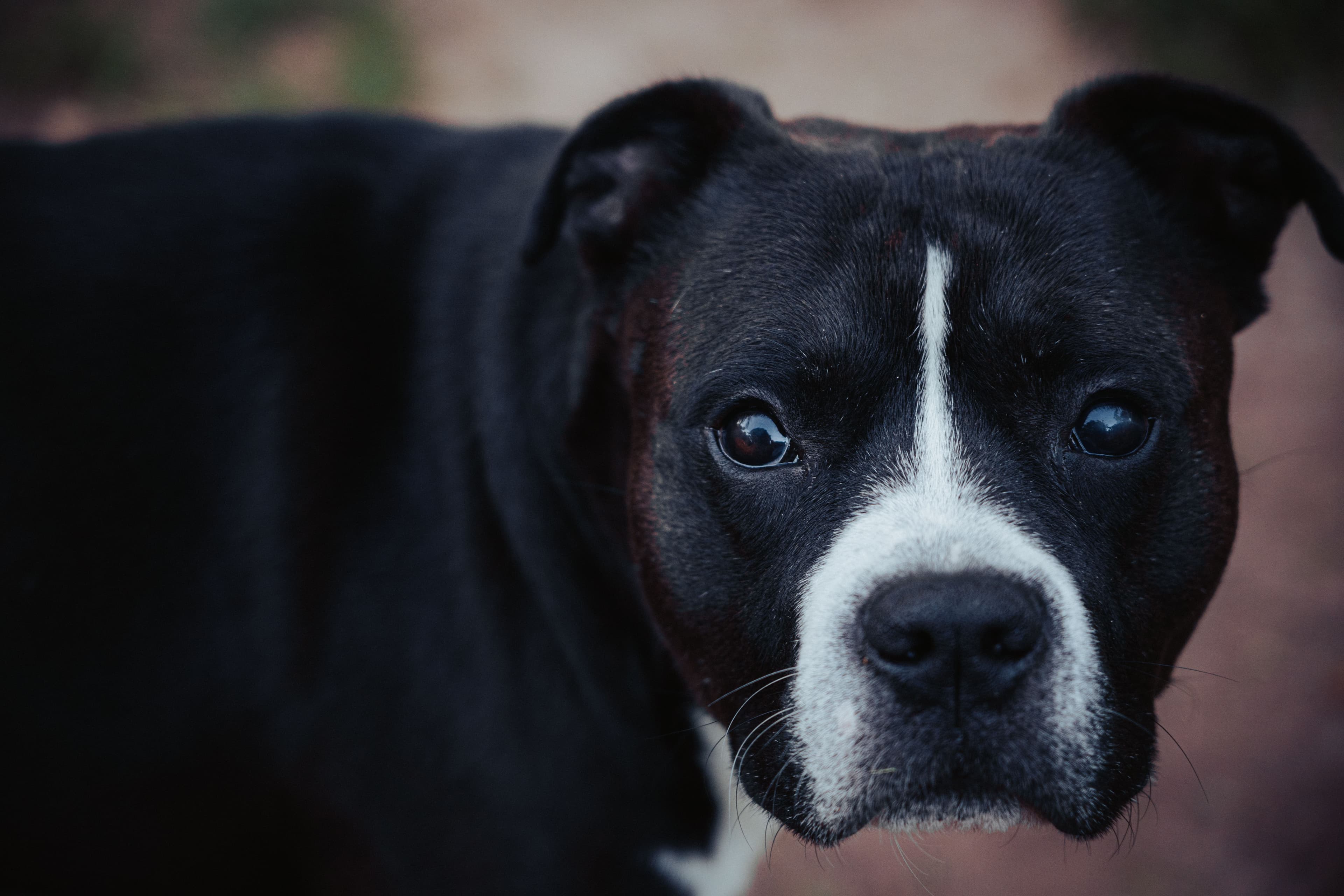 Thor, American Staffordshire Terrier · 4 años