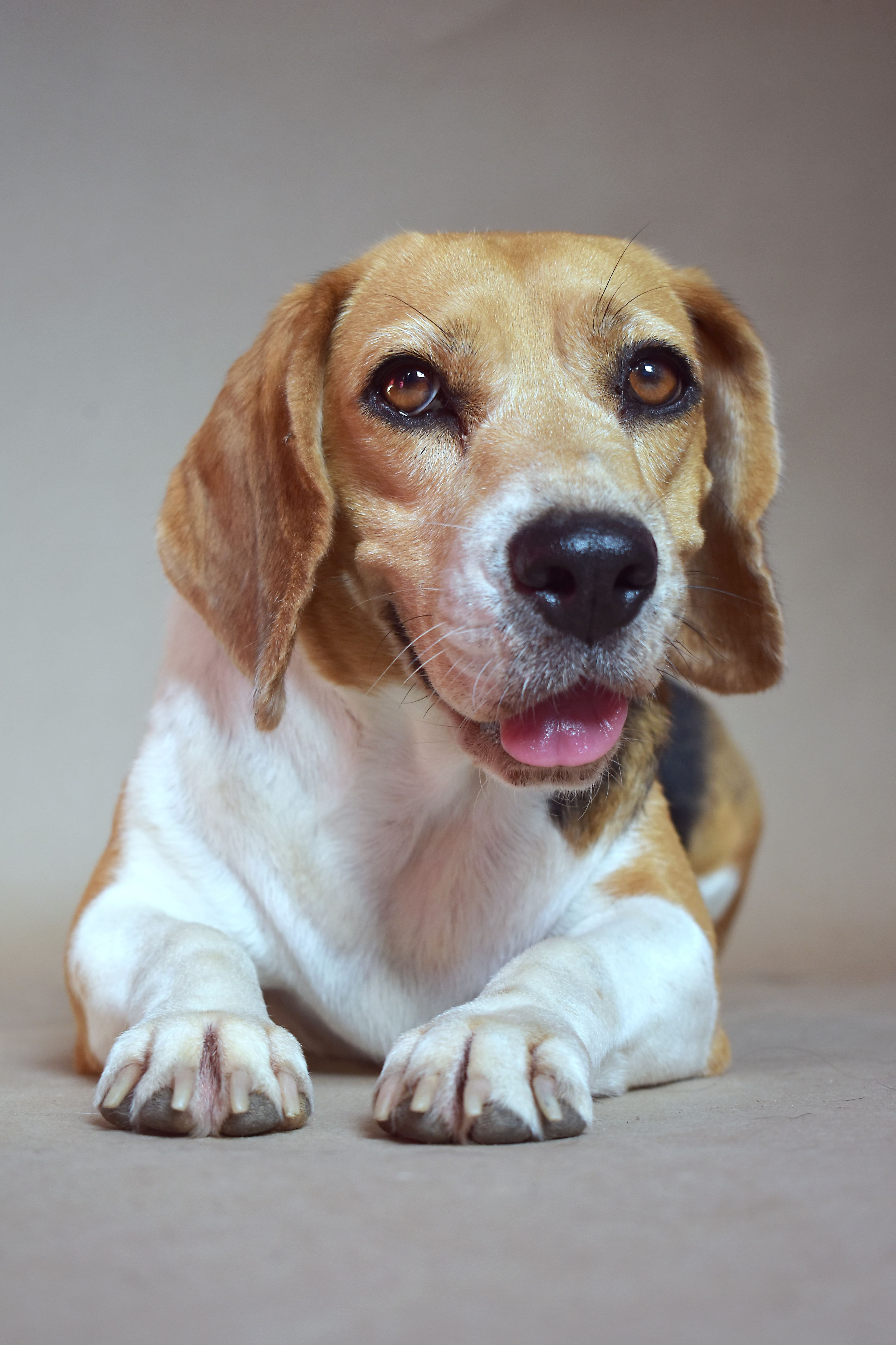 Dexter, Beagle · 4 años