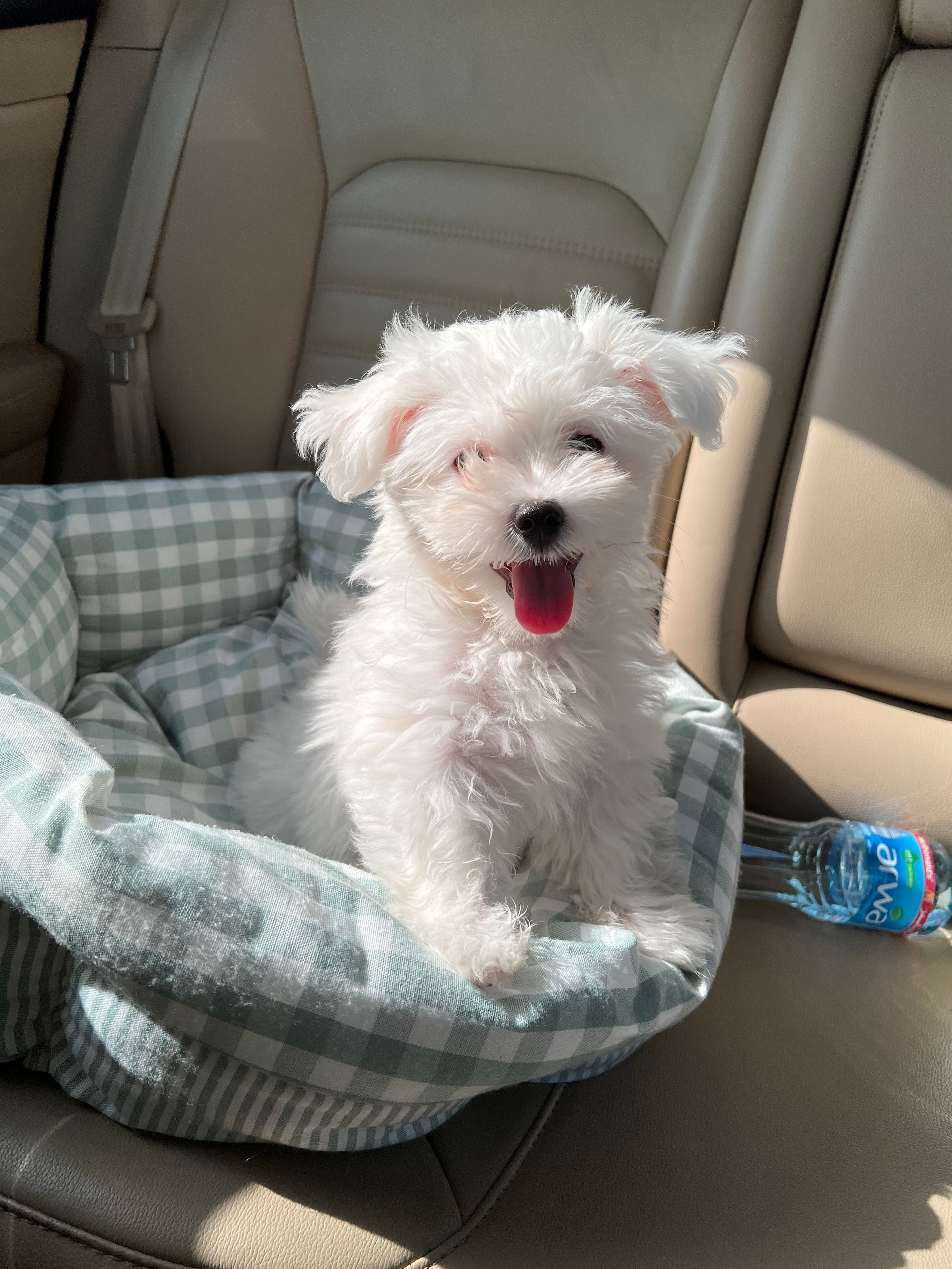 Pipa, Bichón Maltés · 5 meses