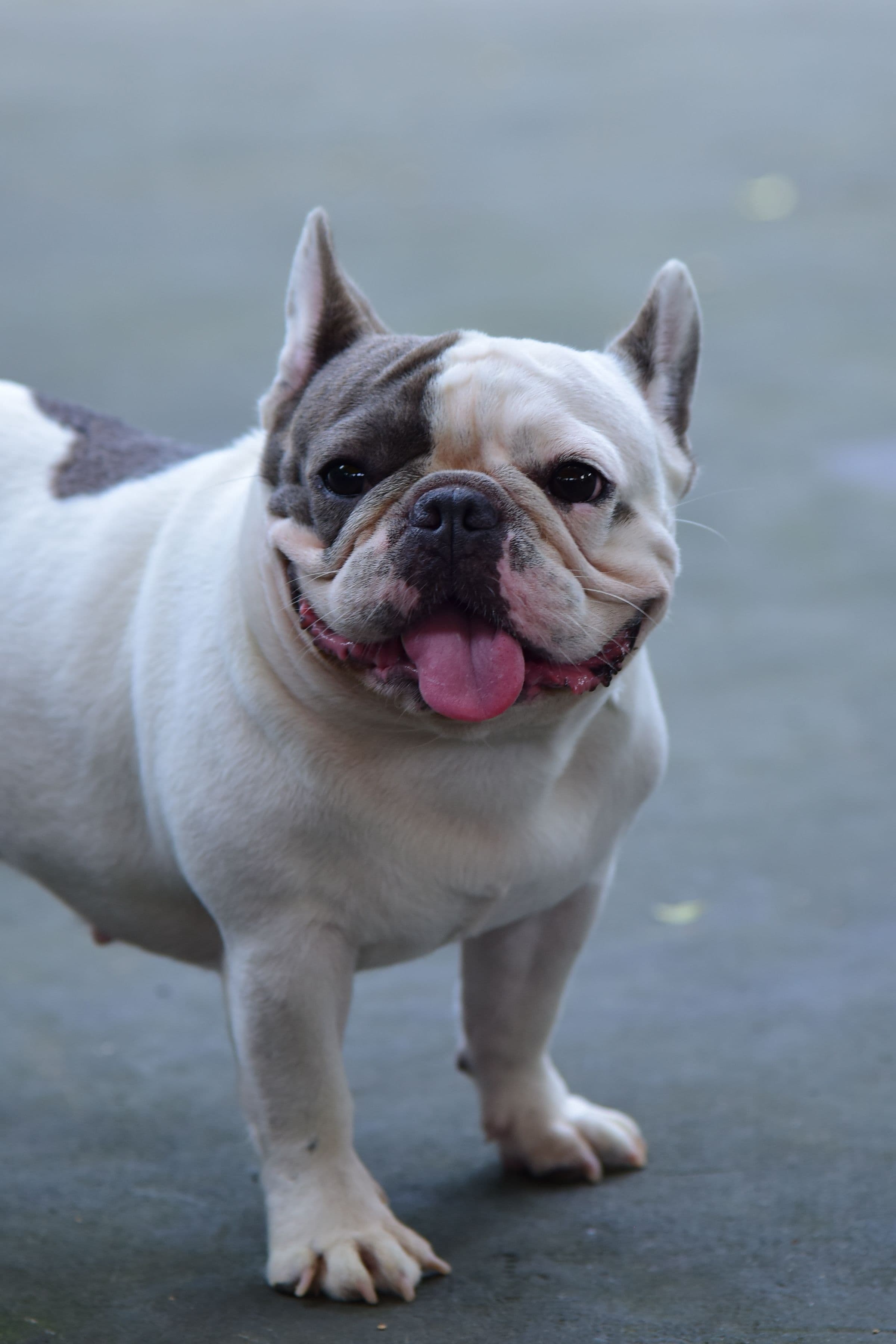 Mara, Bulldog Francés · 2 años