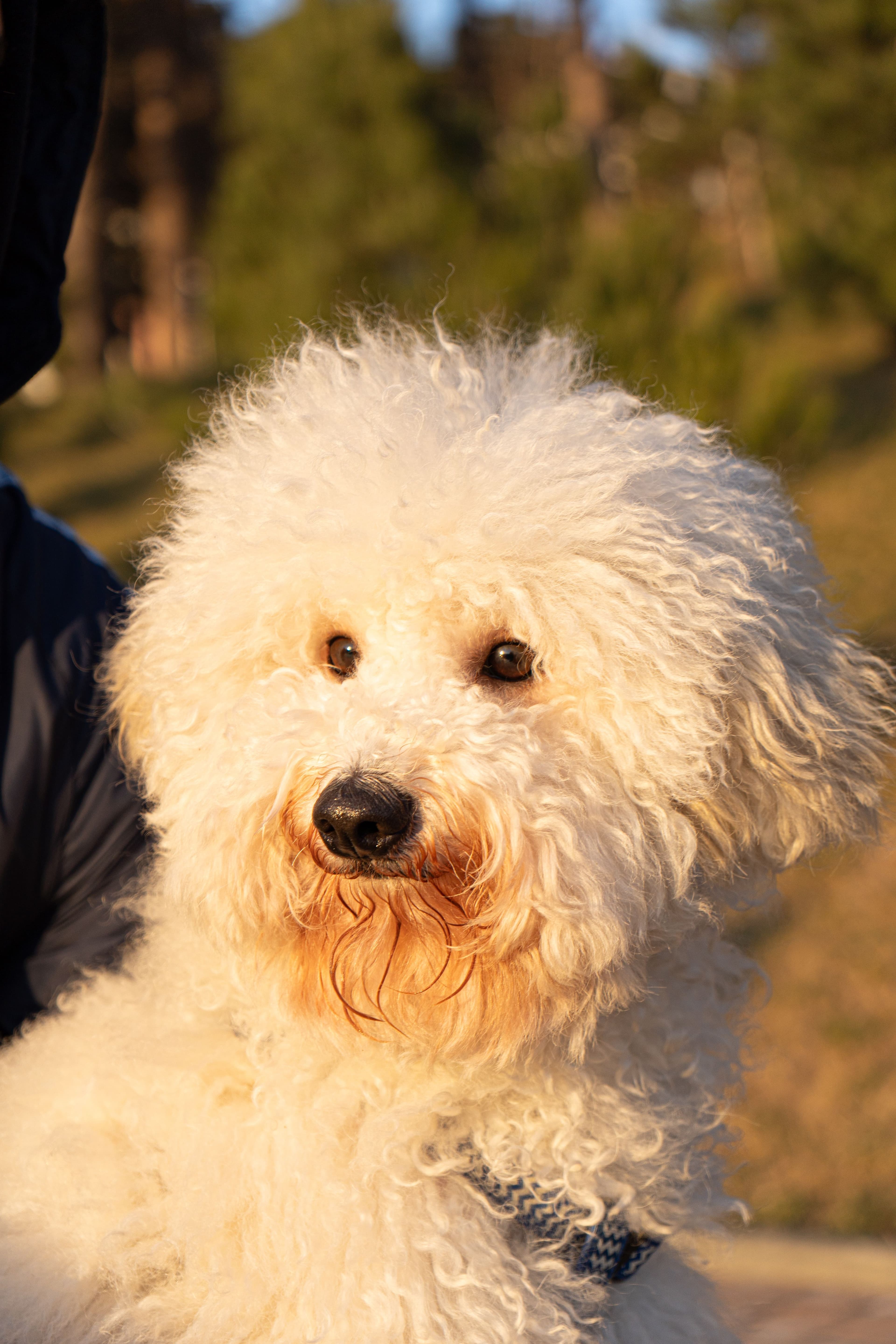 Oliver, Caniche · 3 años