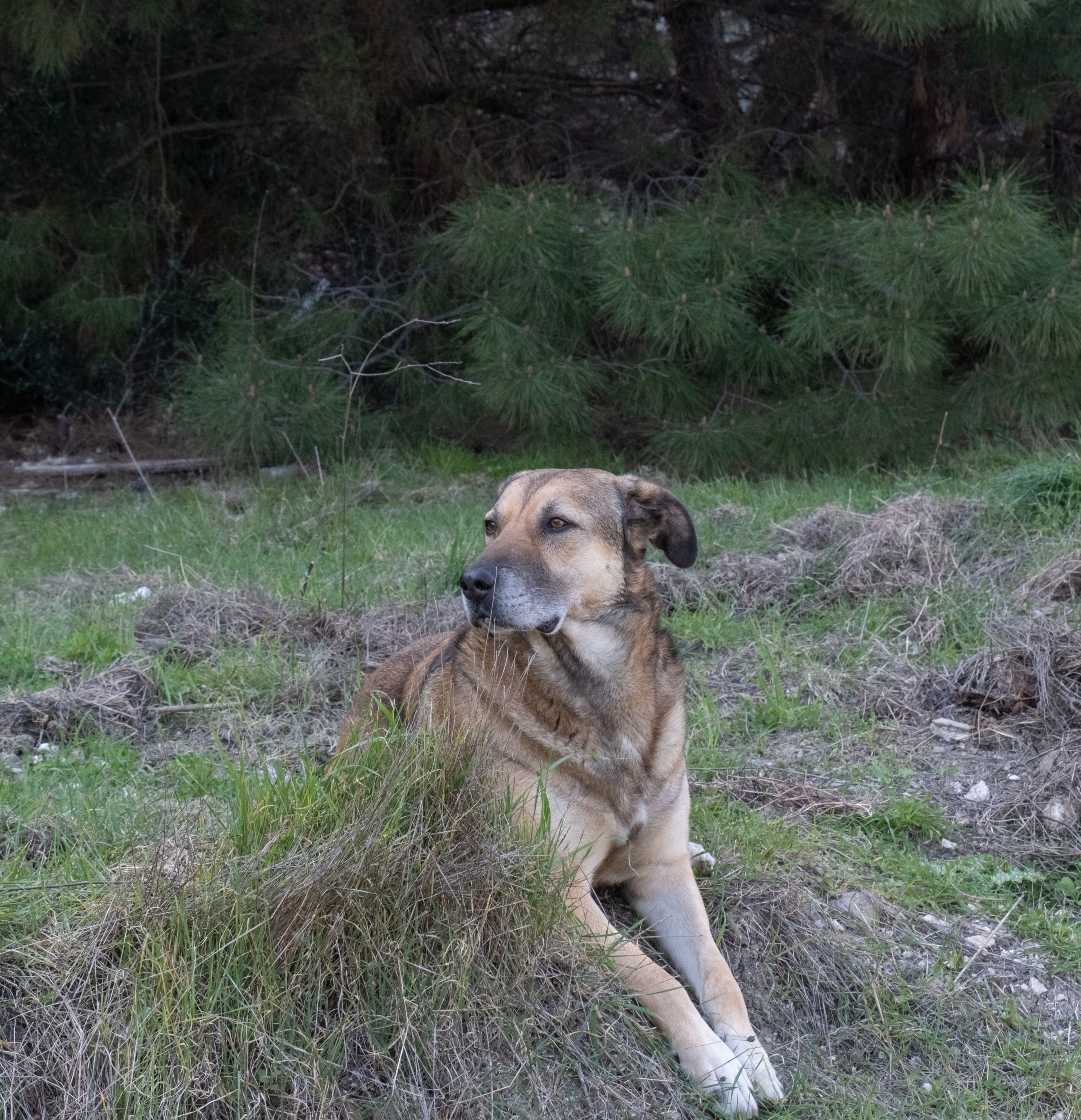 Teo, Cruce de Pastor · 5 años