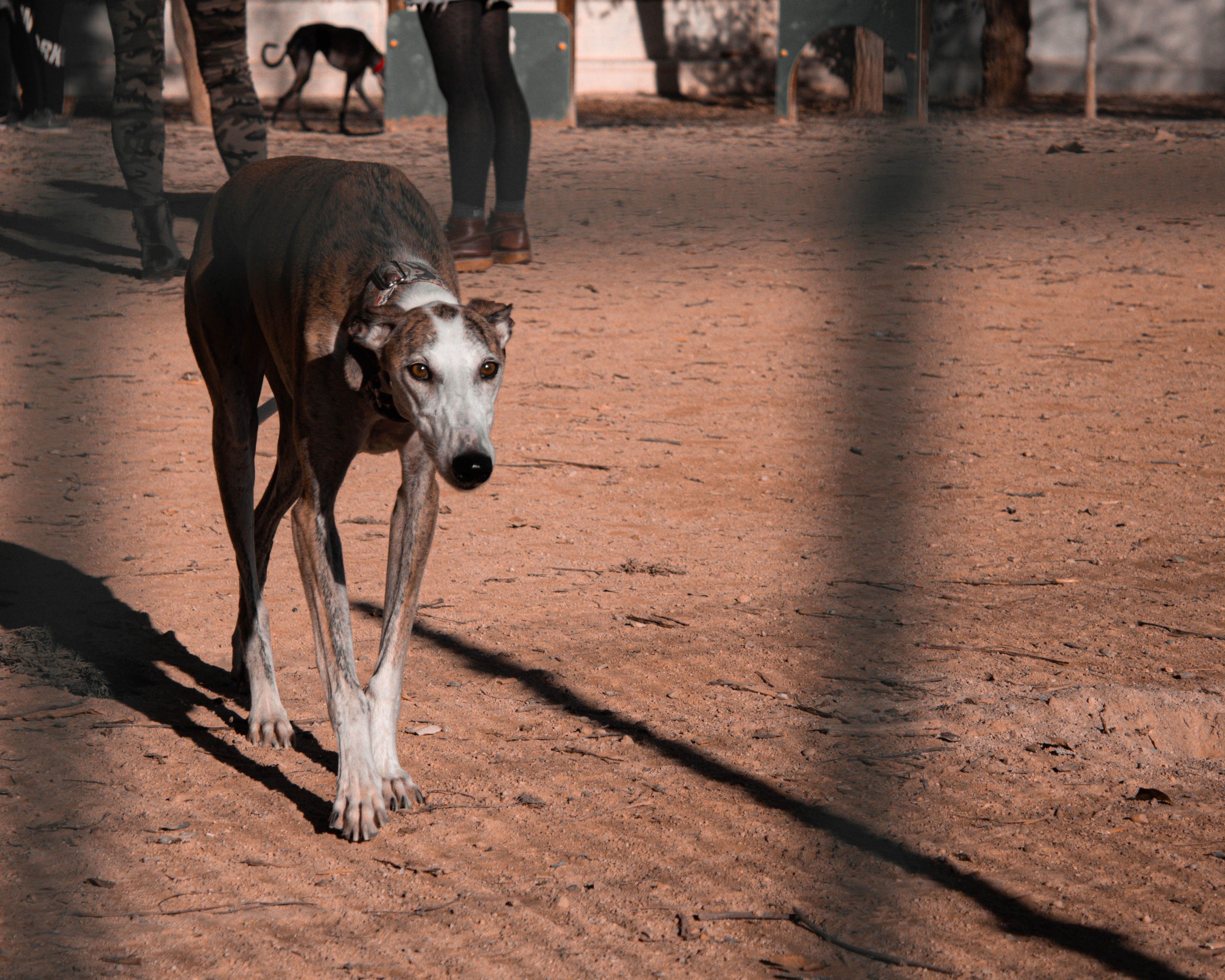 Greta, Galga · 6 años