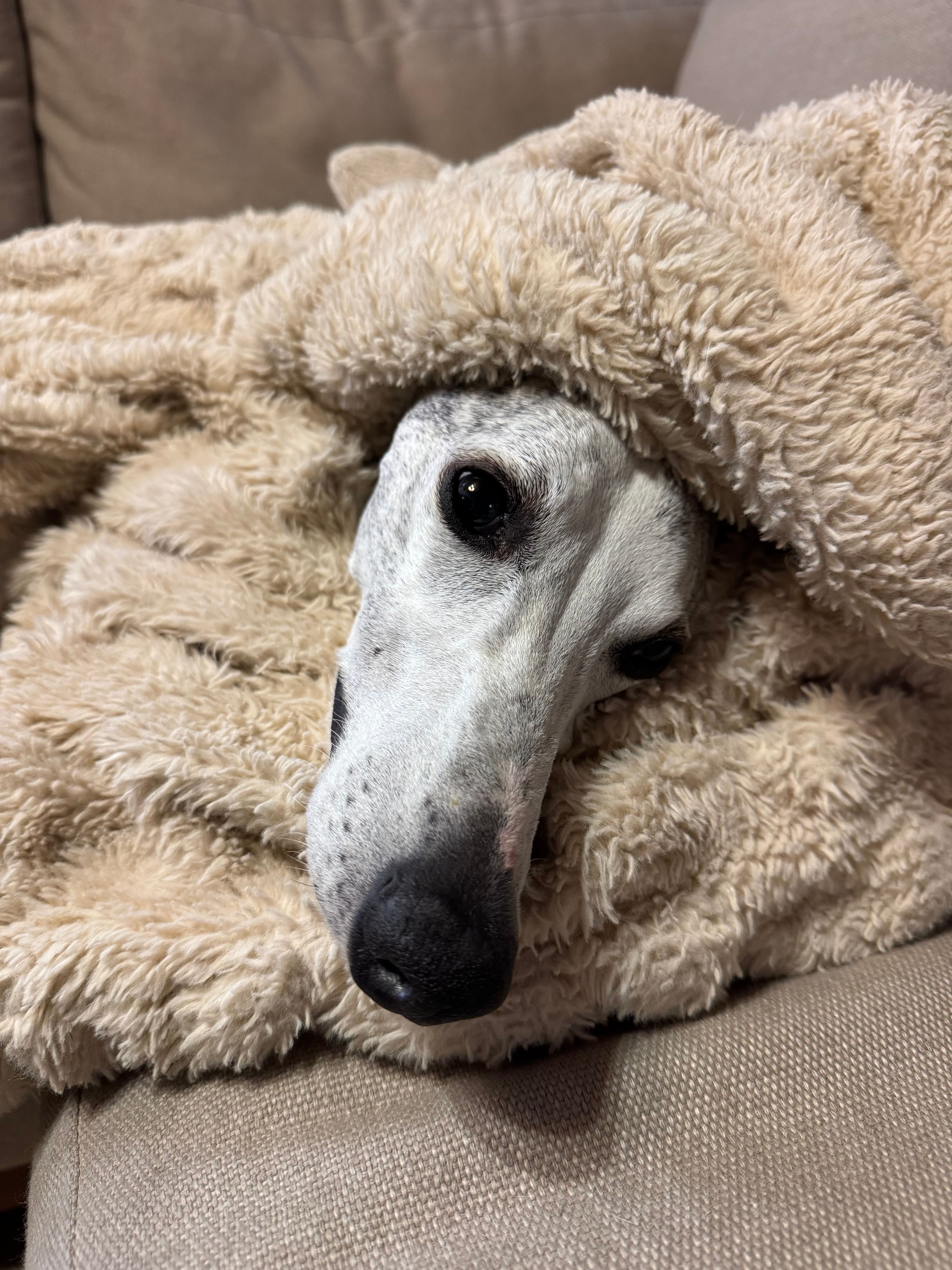 Sira, Galga · 4 años