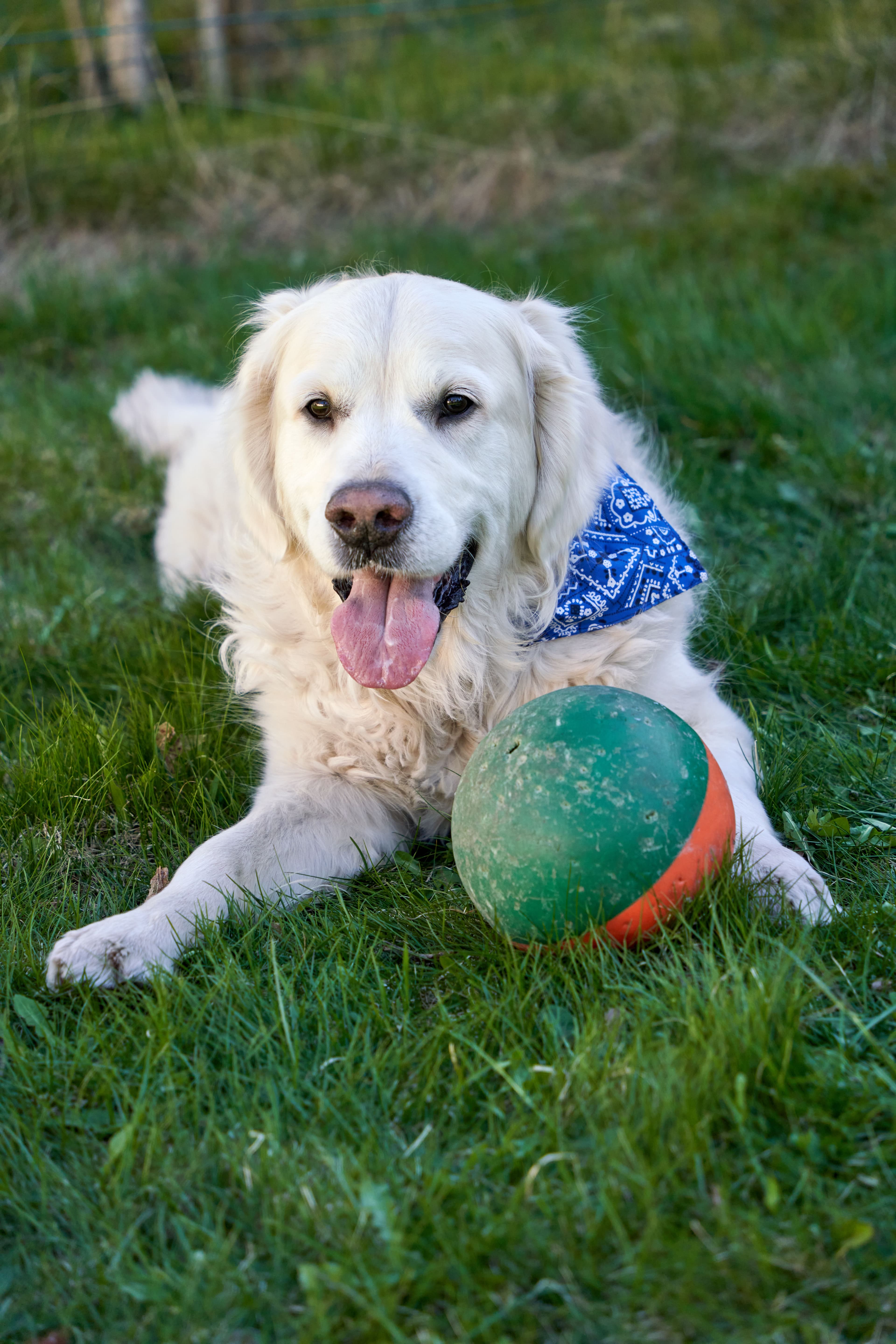 Nala, Golden Retriever · 5 años