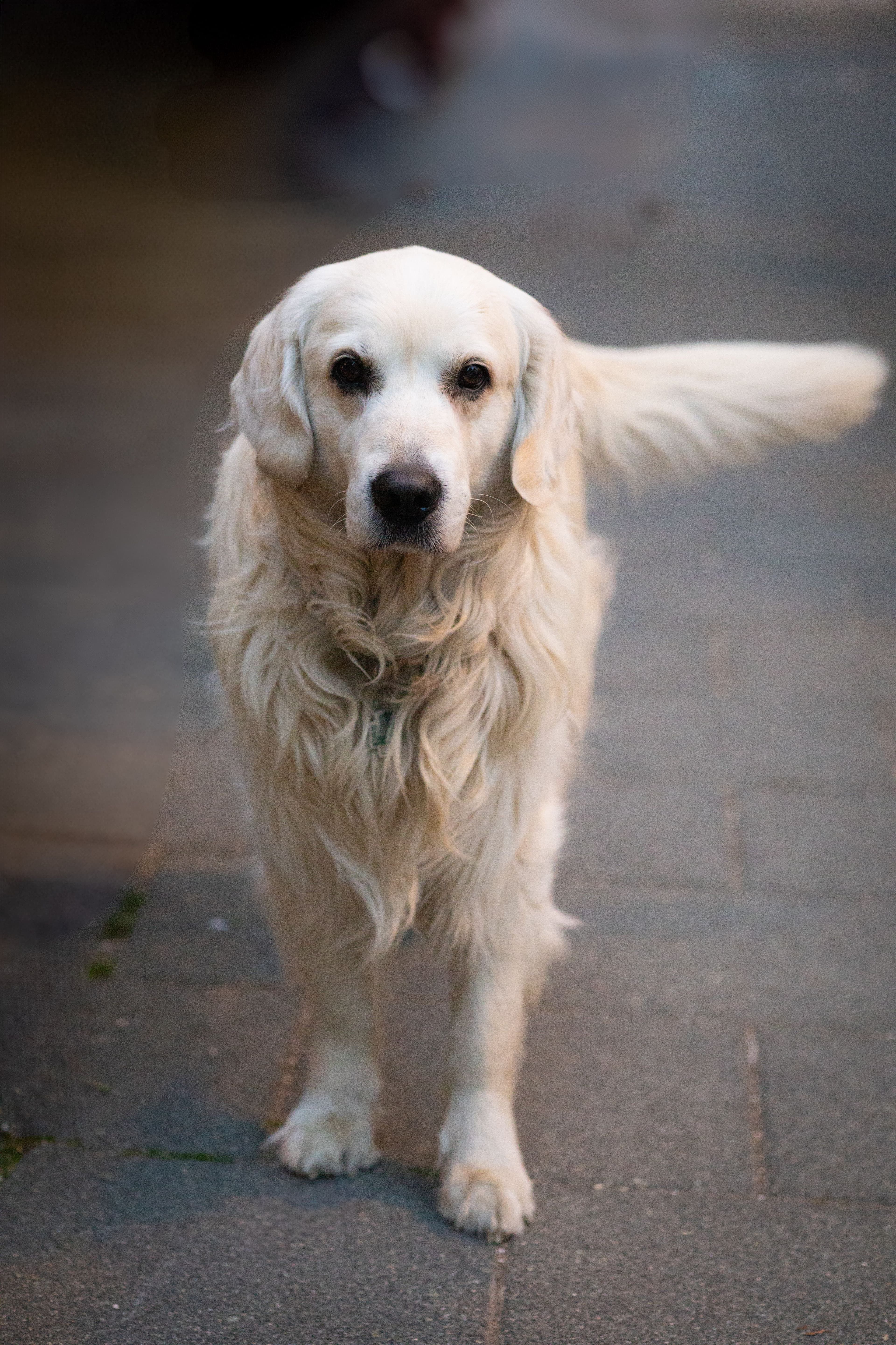 Vega, Golden Retriever · 4 años