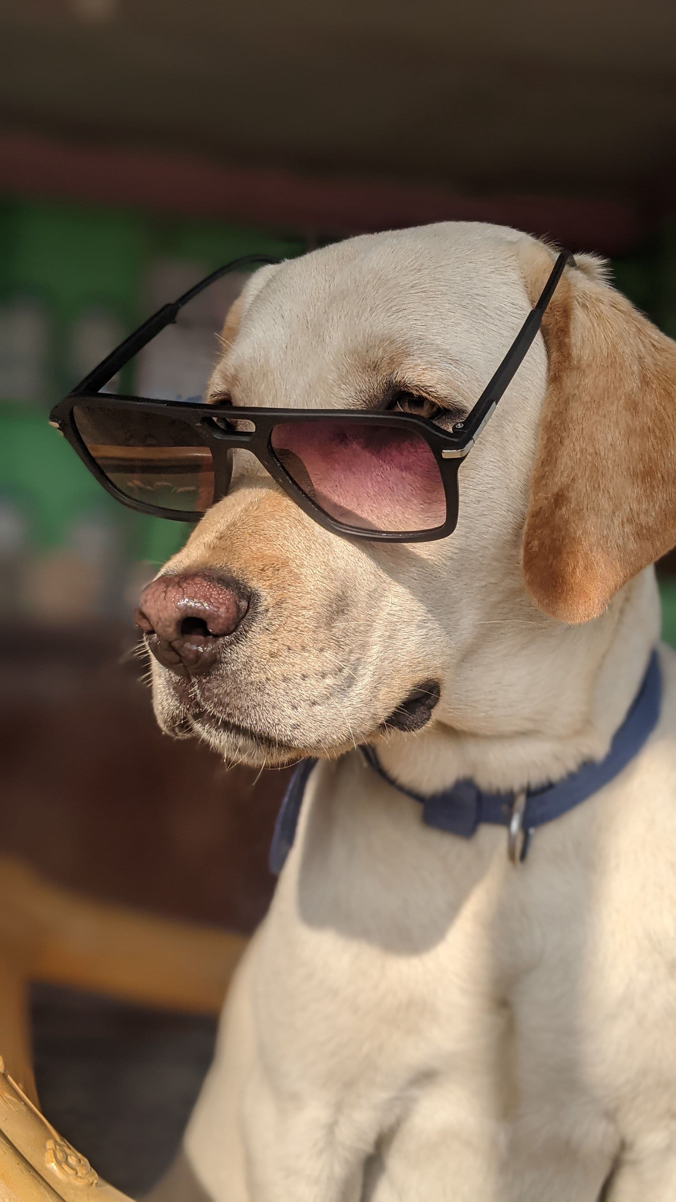 Baloo, Labrador · 6 años