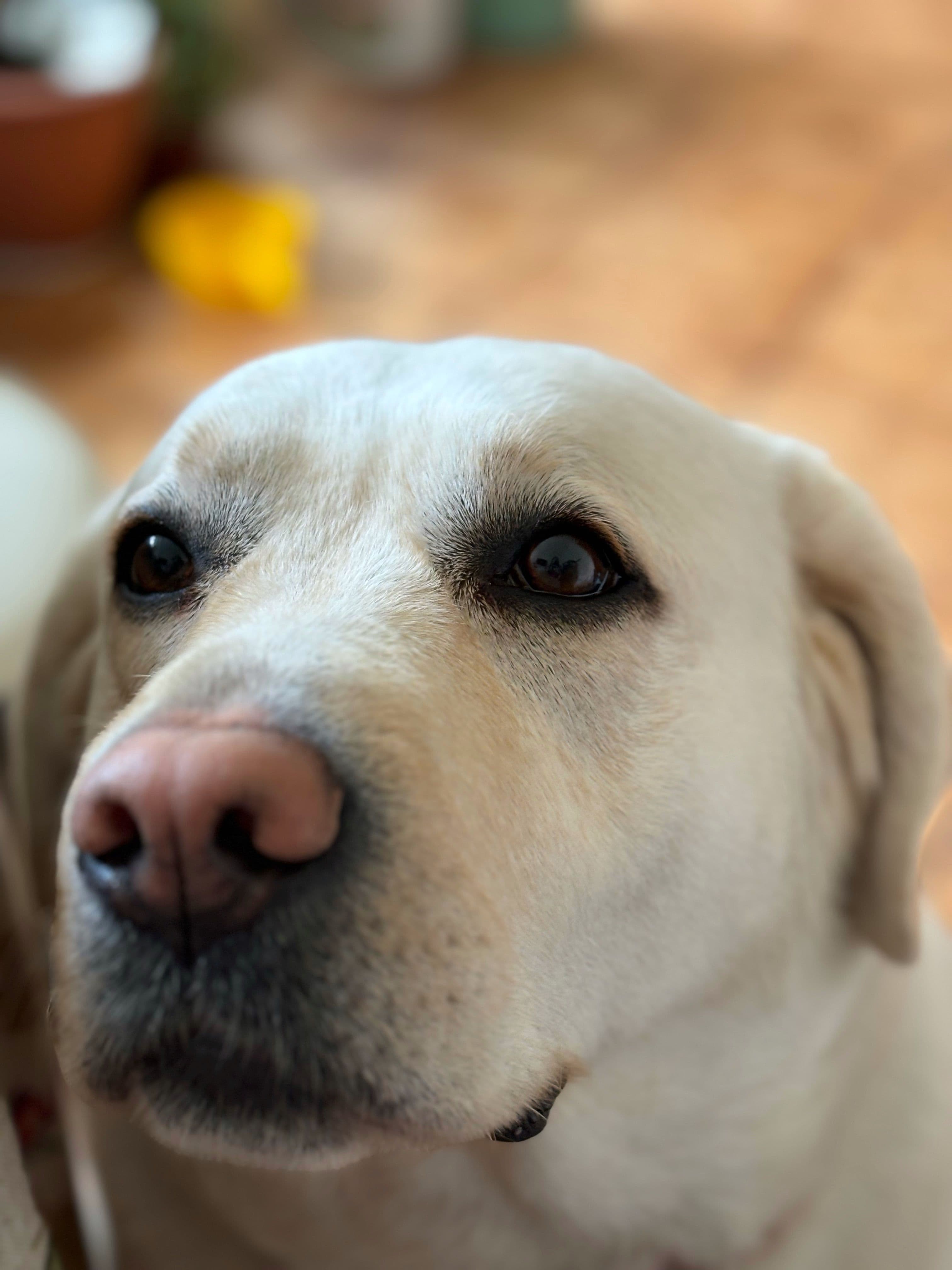 Nico, Labrador · 4 años