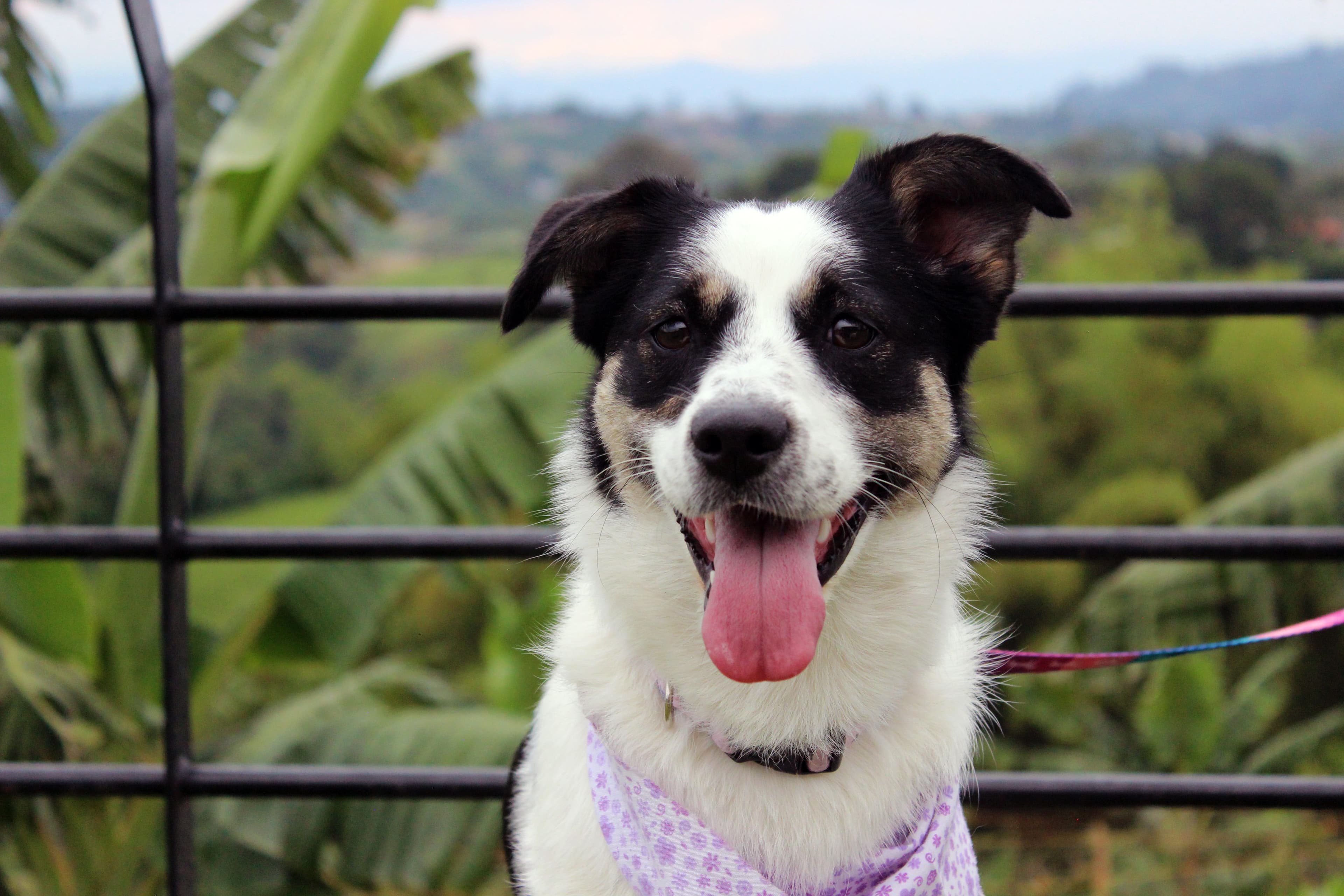 Luna, Mestiza de Border Collie · 2 años