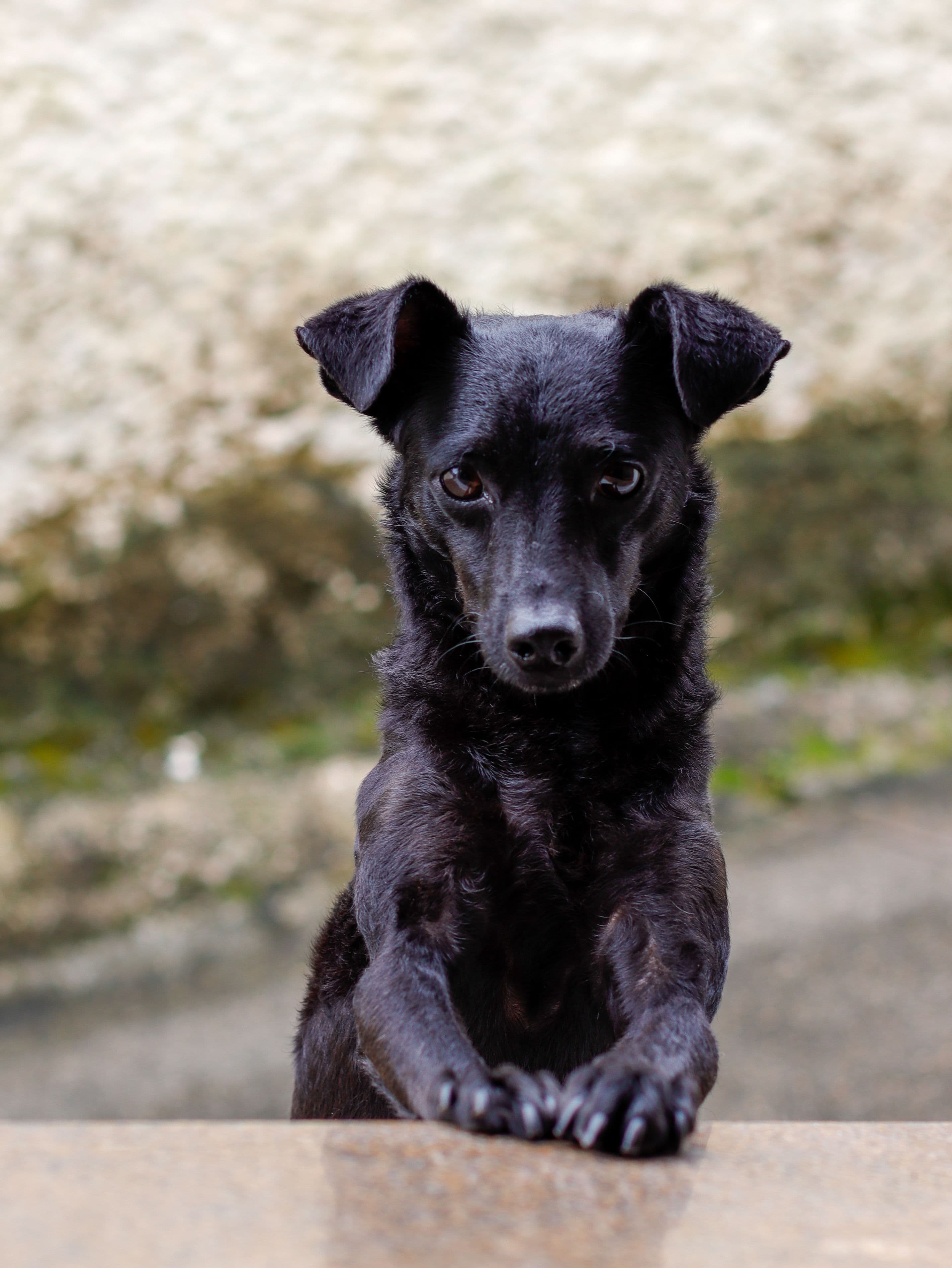 Kira, Mestiza · 4 años