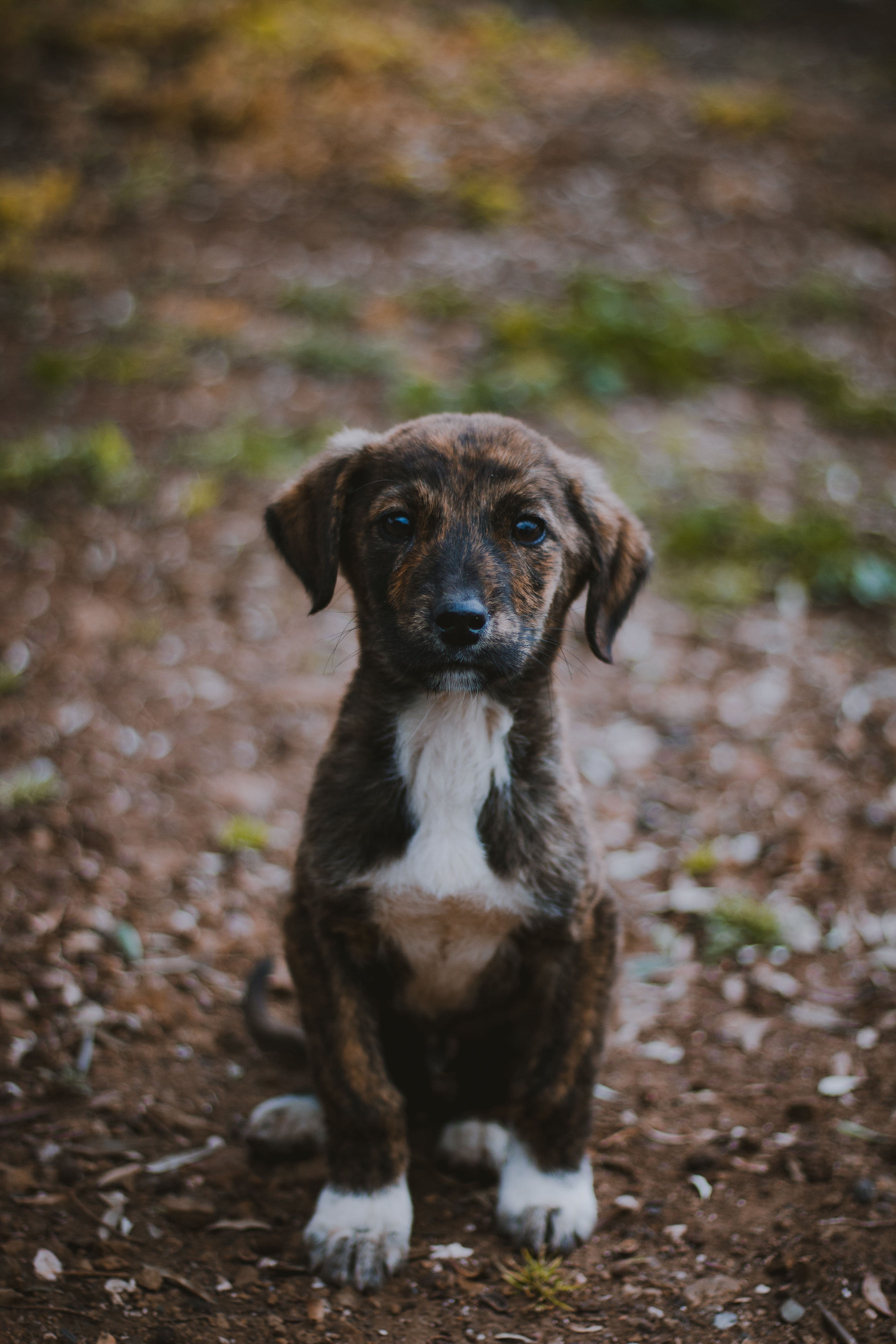 Kira, Mestiza · 3 meses