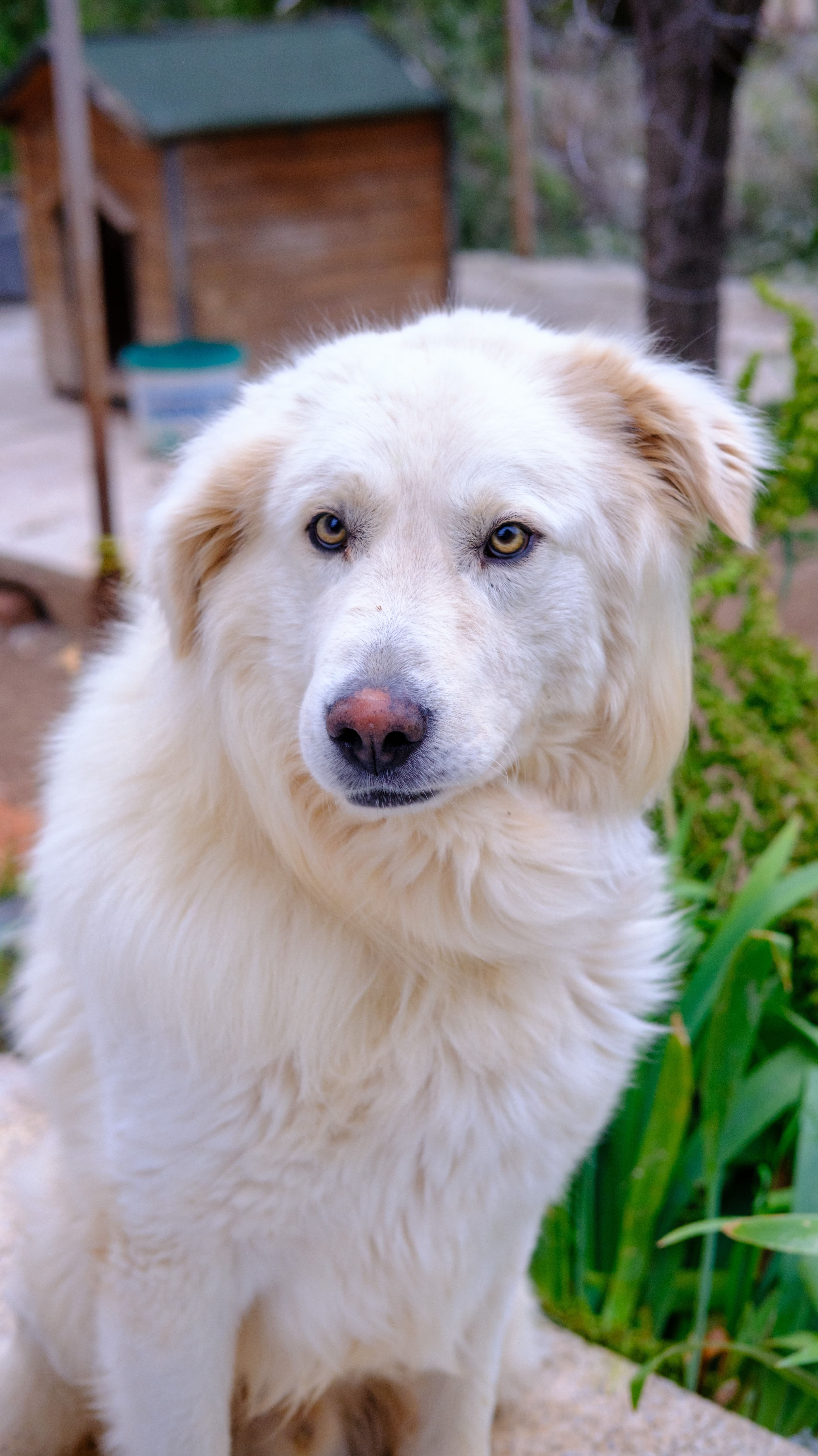 Nube, Mestiza · 2 años