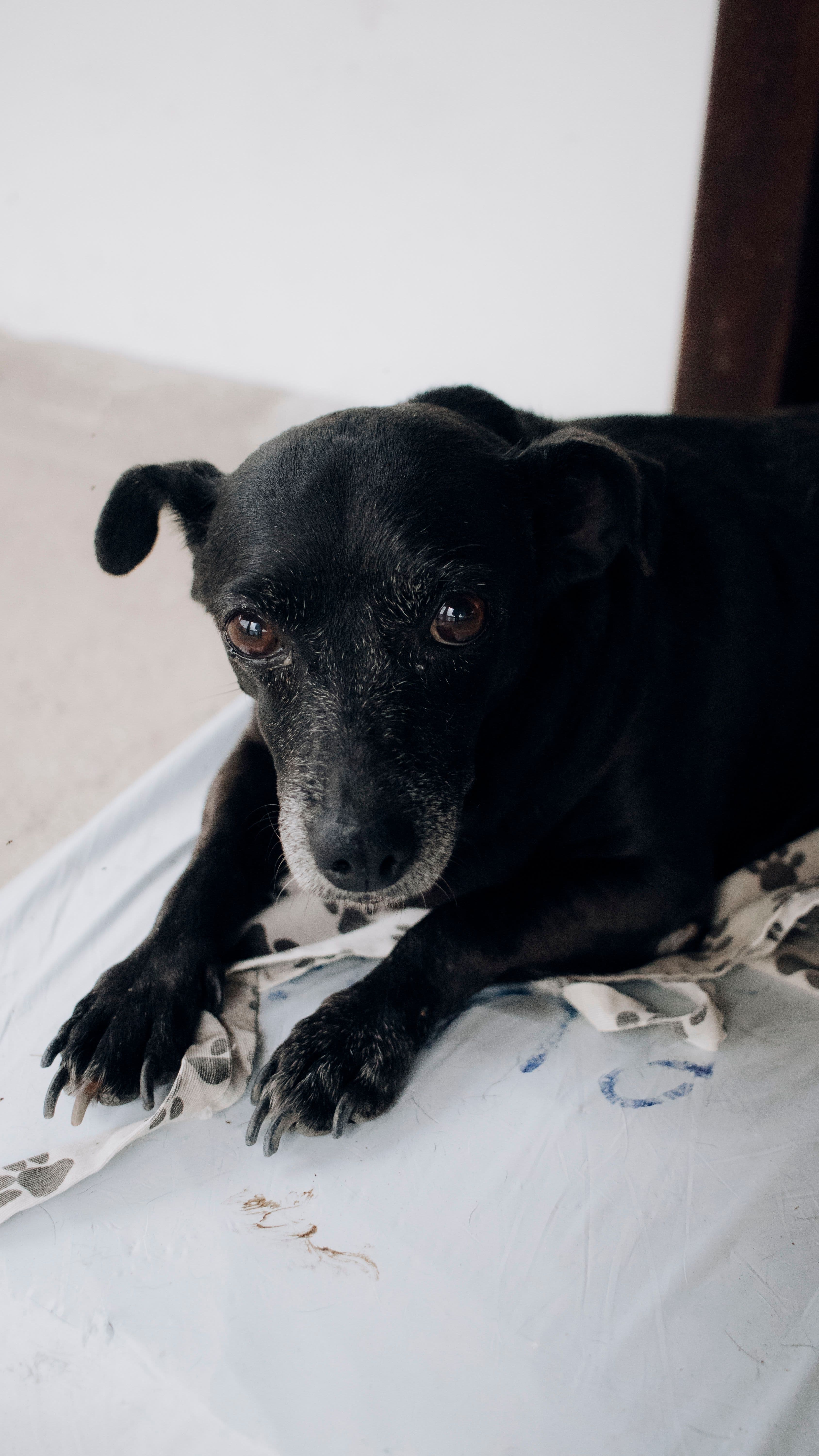 Uma, Mestiza · 7 años