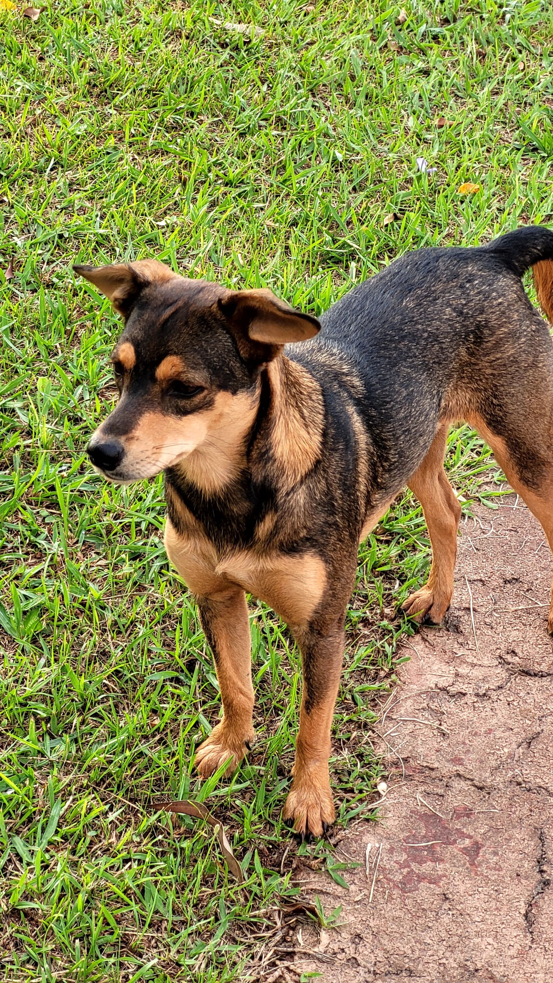 Milo, Mestizo · 4 meses