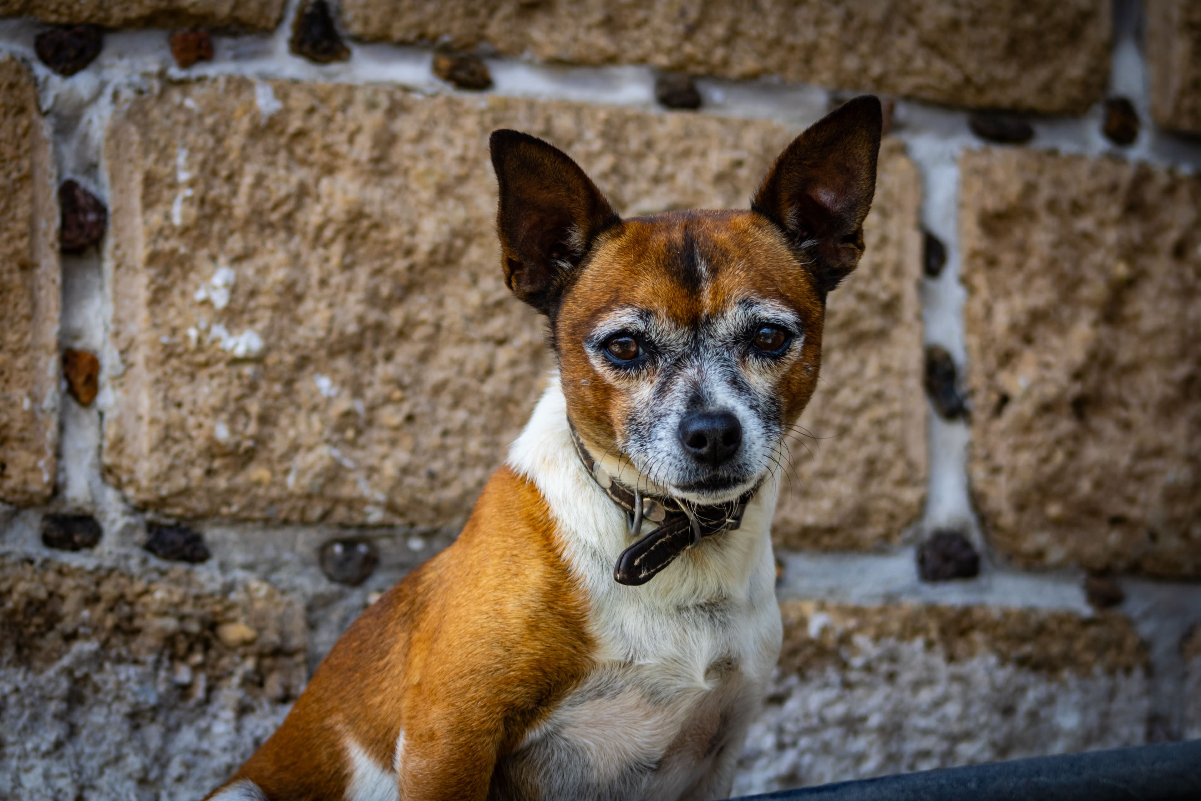 Rufo, Mestizo · 3 años