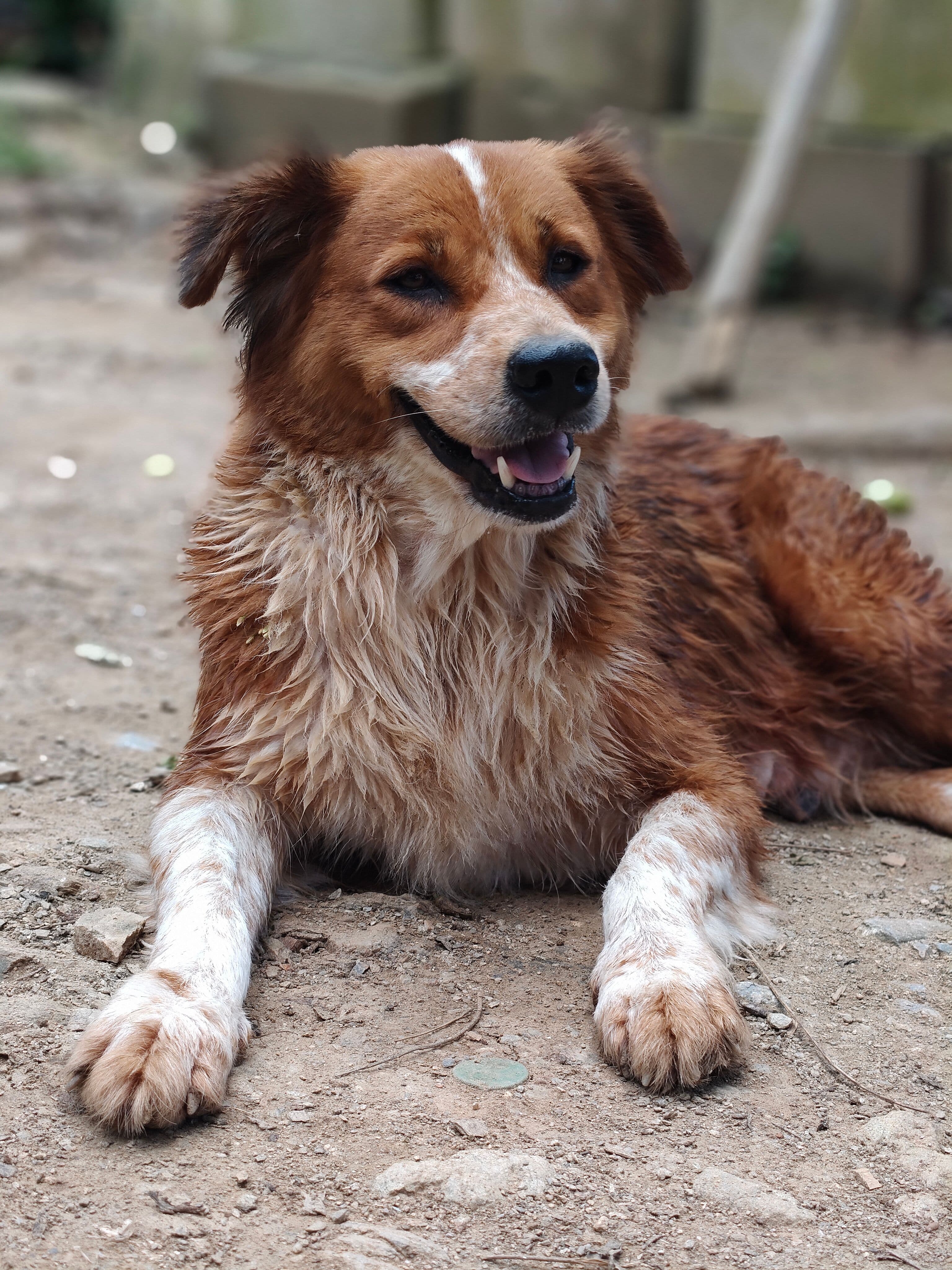 Tango, Mestizo · 3 años