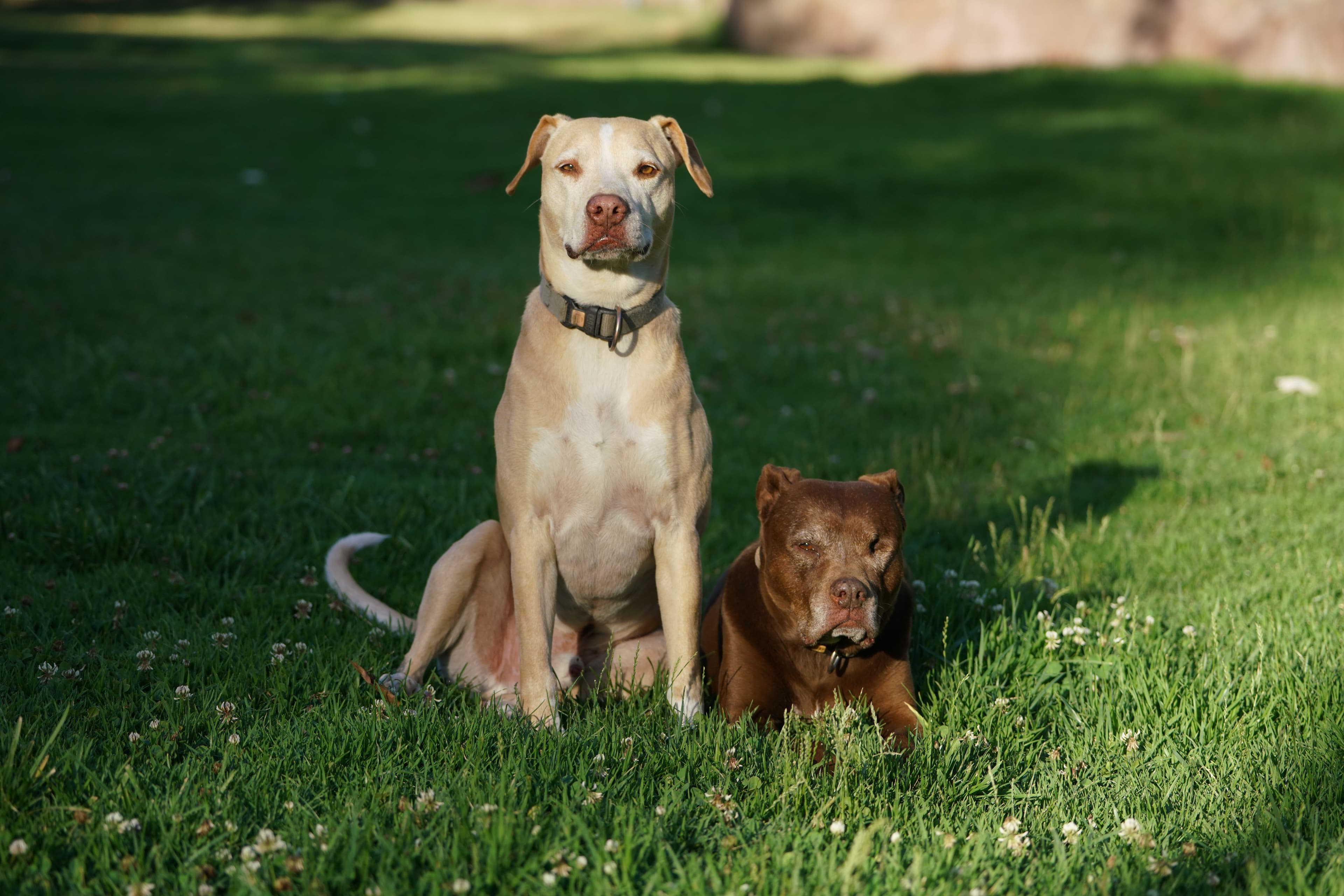 Leo y Kora, Mestizos · 4 y 6 años