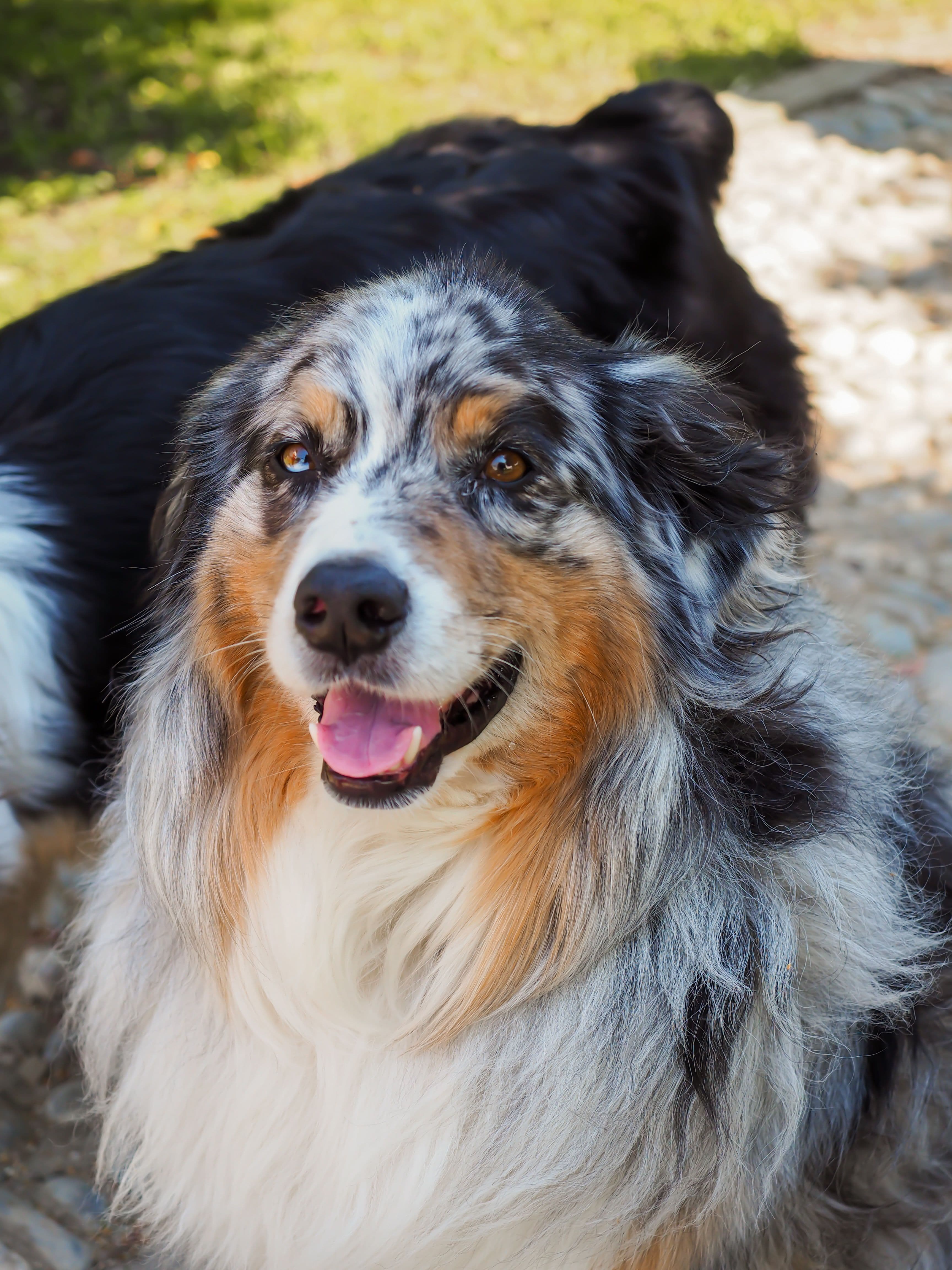 Loki, Pastor Australiano · 10 meses