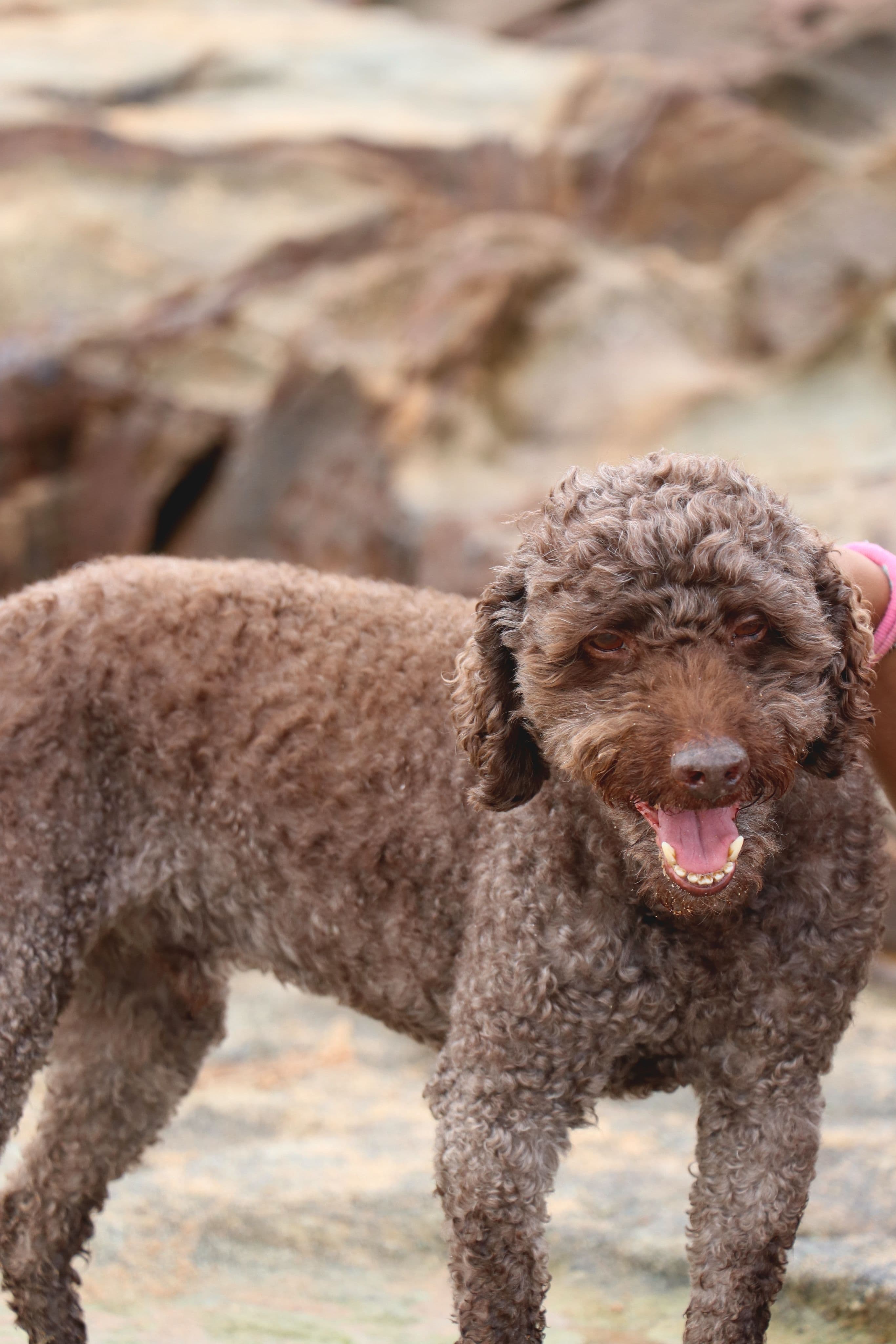 Coco, Perro de Agua Español · 2 años