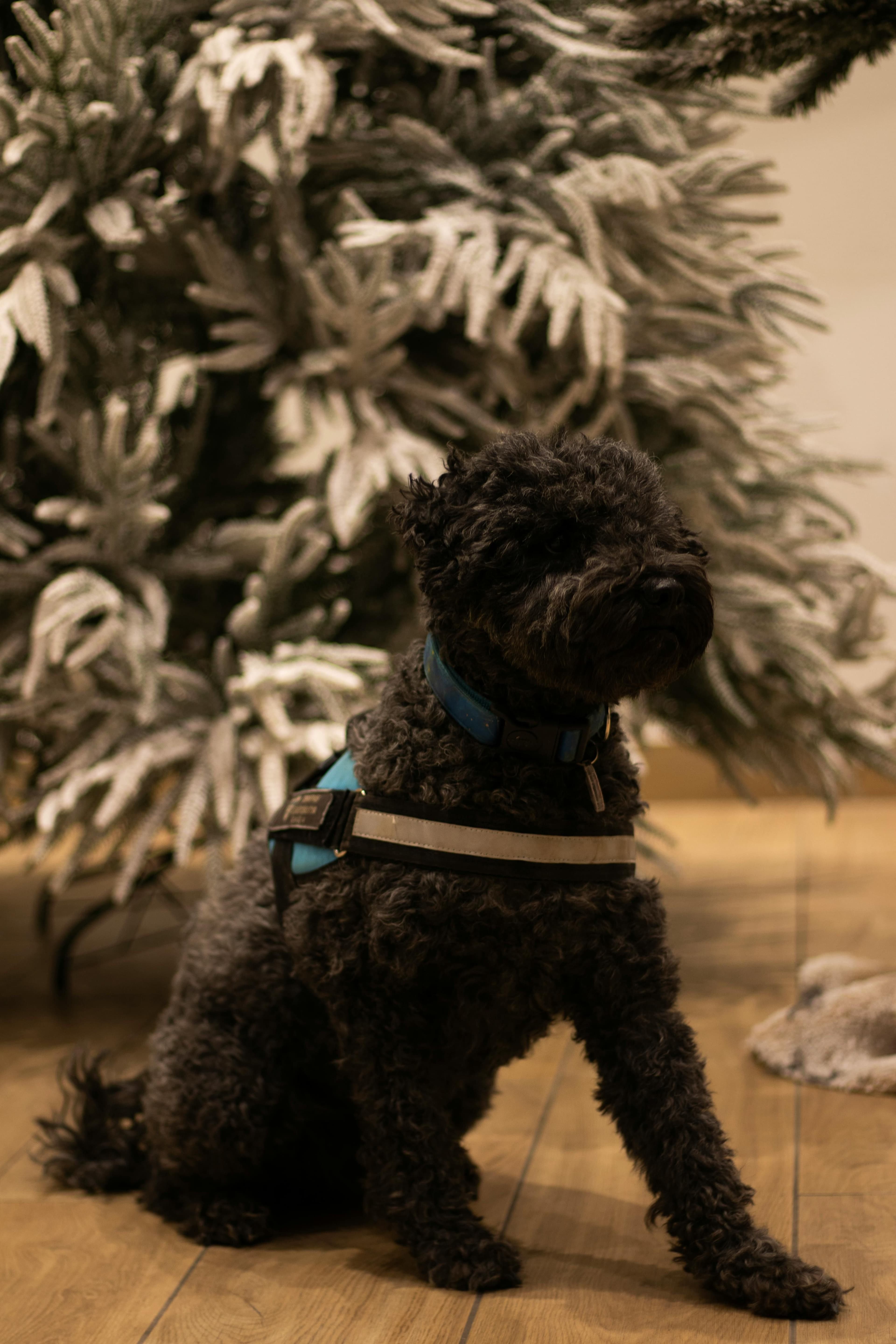 Coco, Perro de Agua Español · 2 años