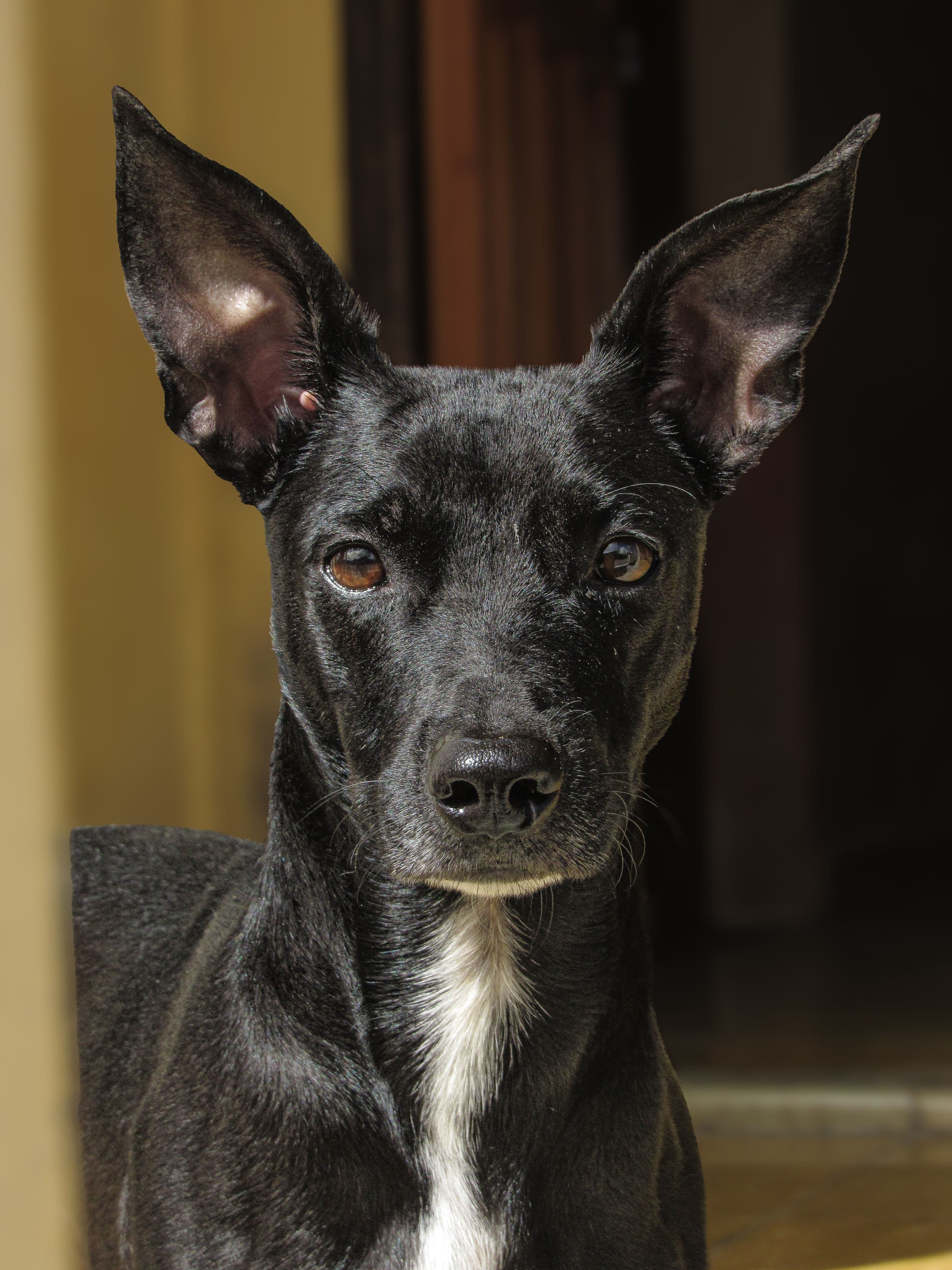 Duna, Podenca · 2 años
