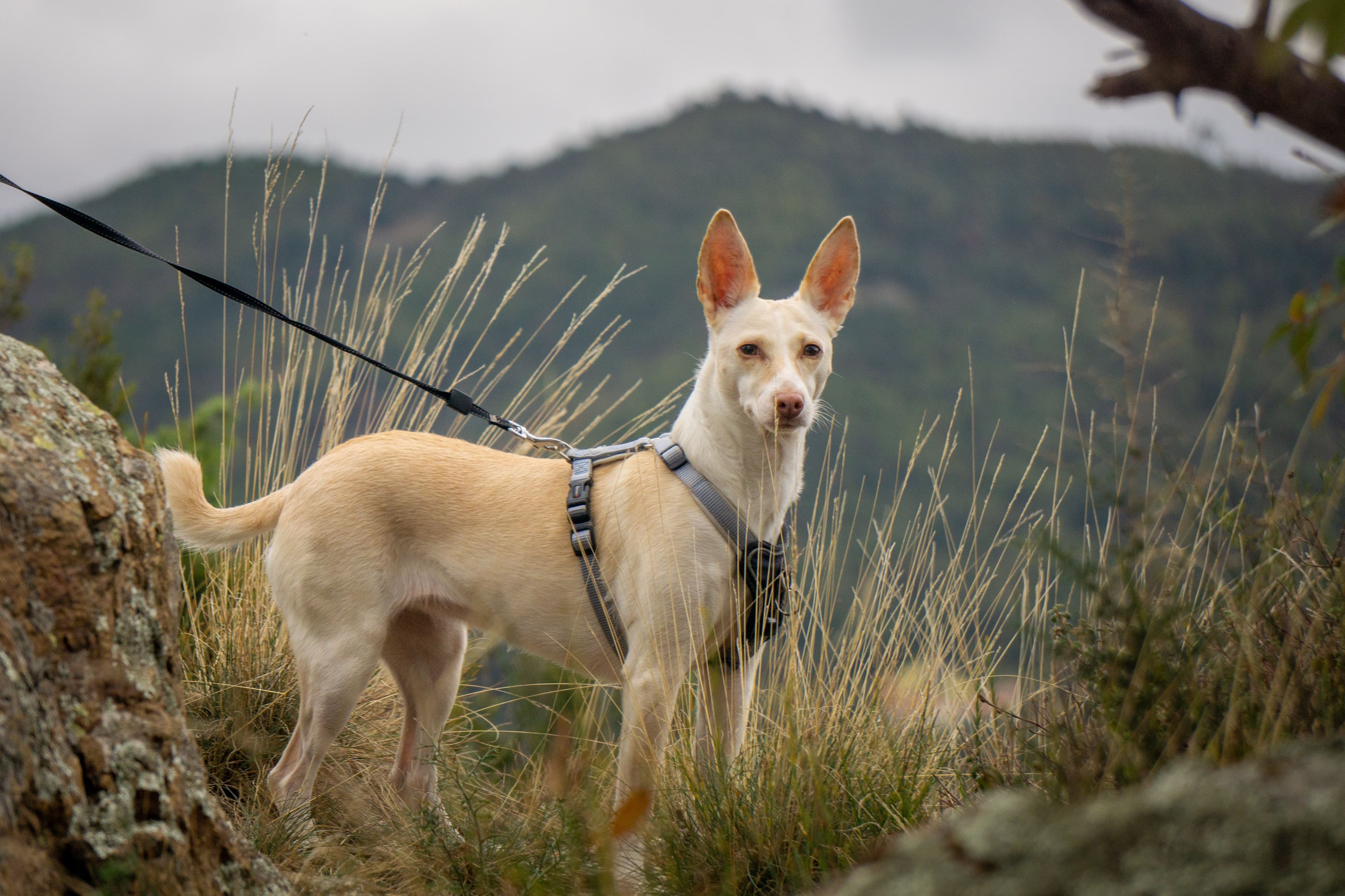 Bongo, Podenco · 2 años