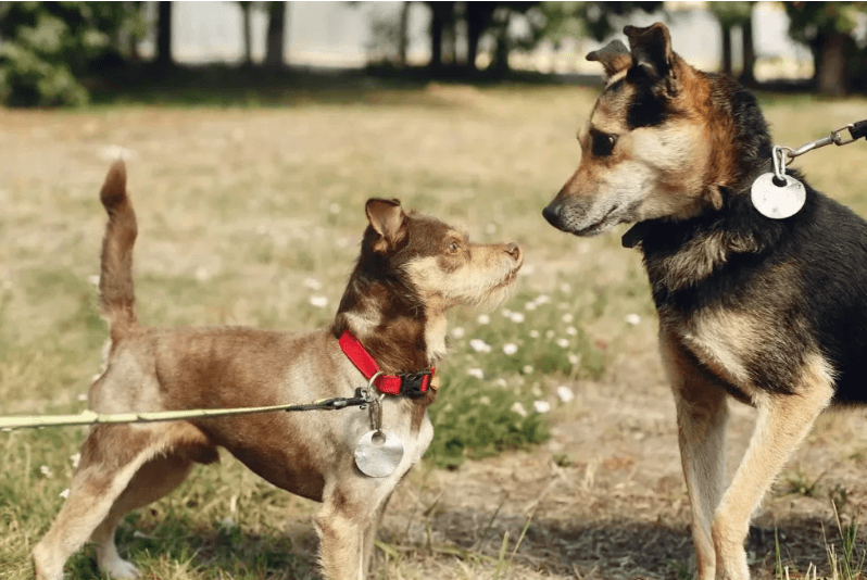 Reactividad en perros: señales de alerta y primeros pasos
