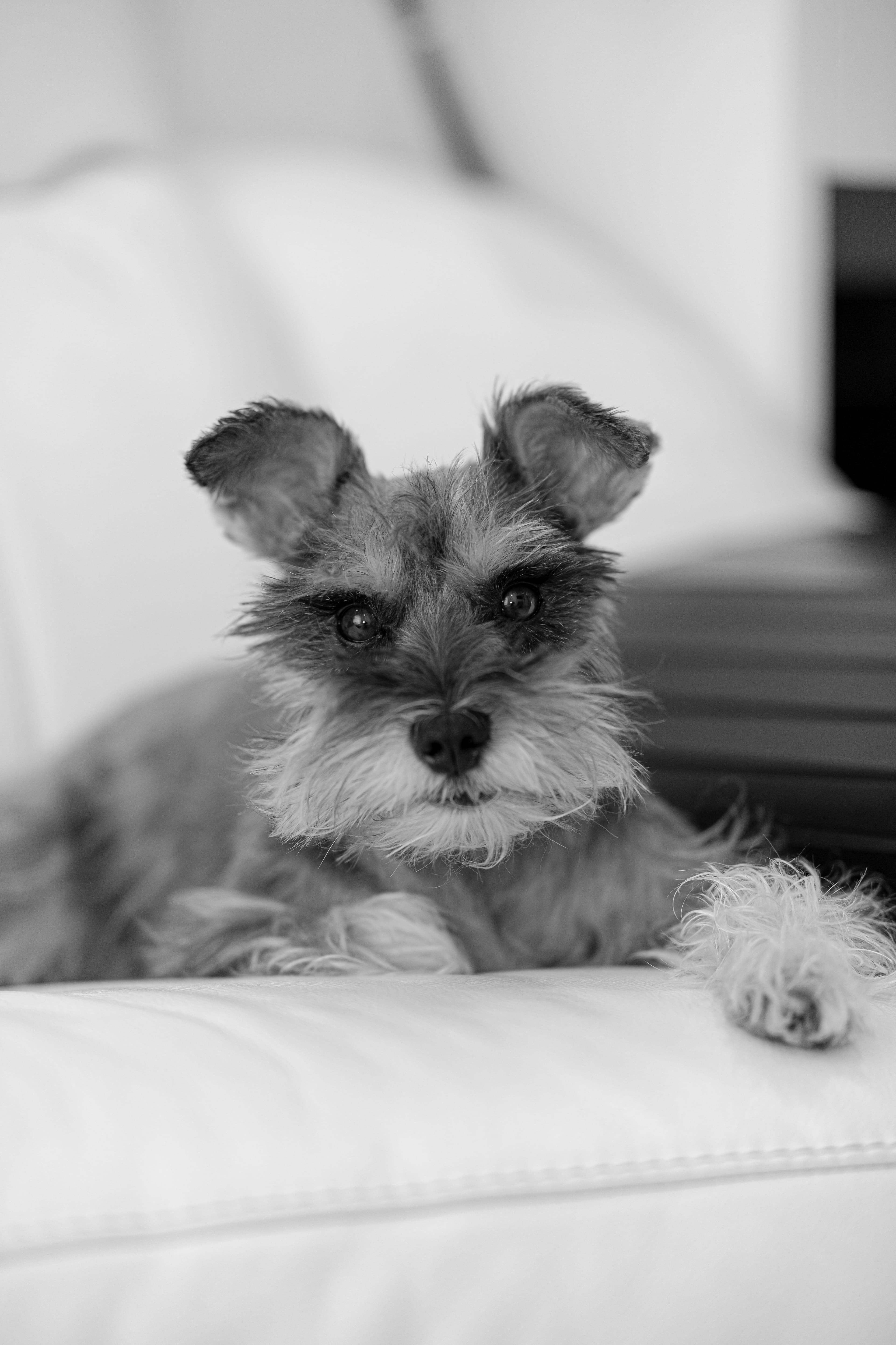 Otto, Schnauzer · 4 meses