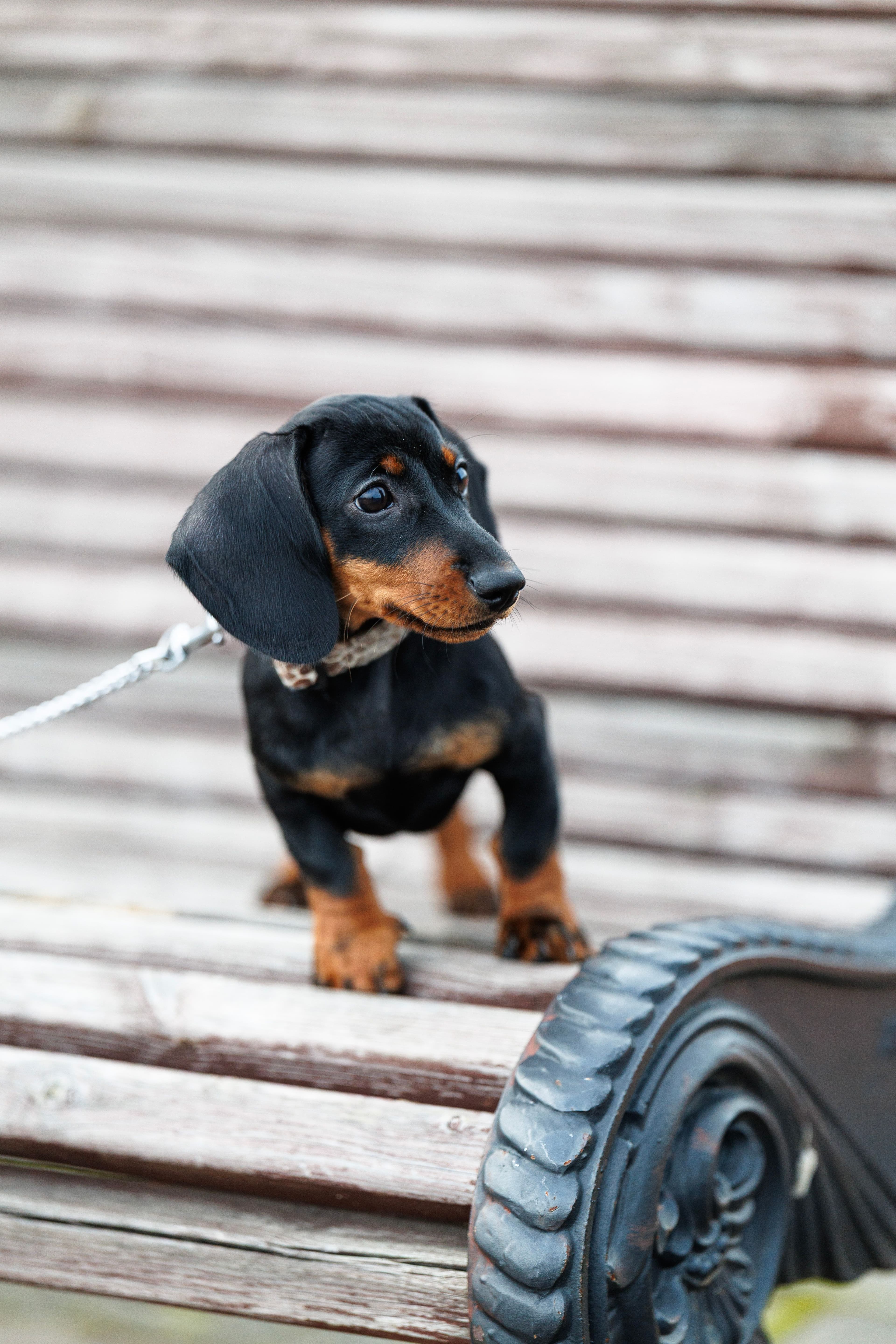Bruno, Teckel · 6 meses